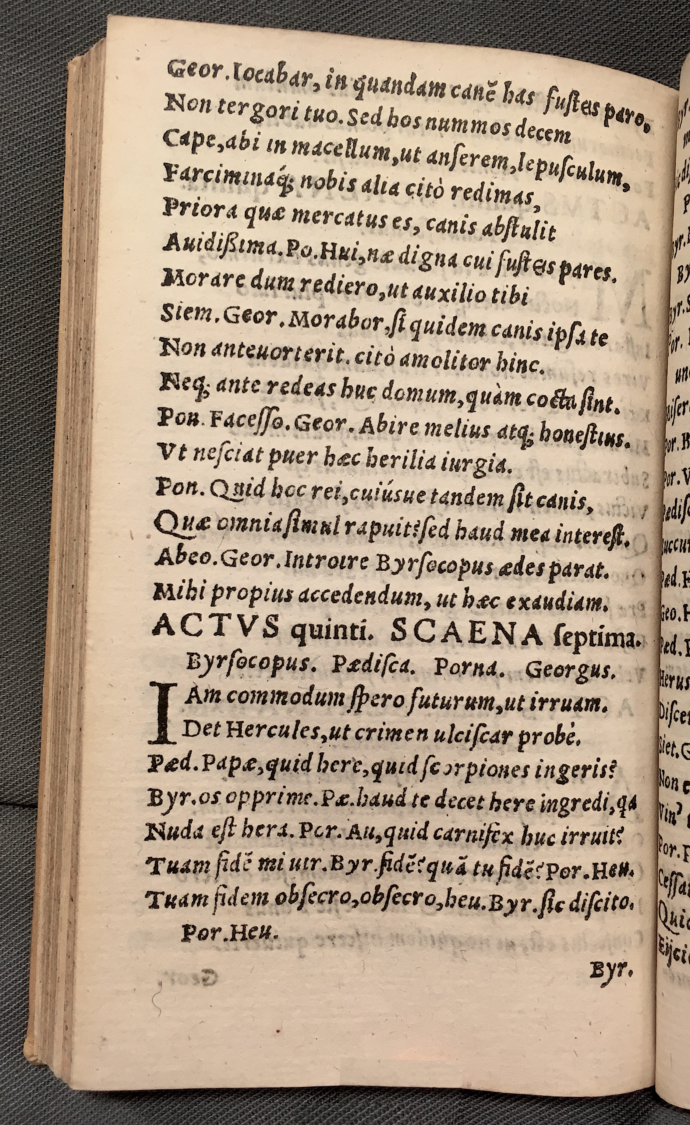 MacropediusAndrisca1553p46.jpg