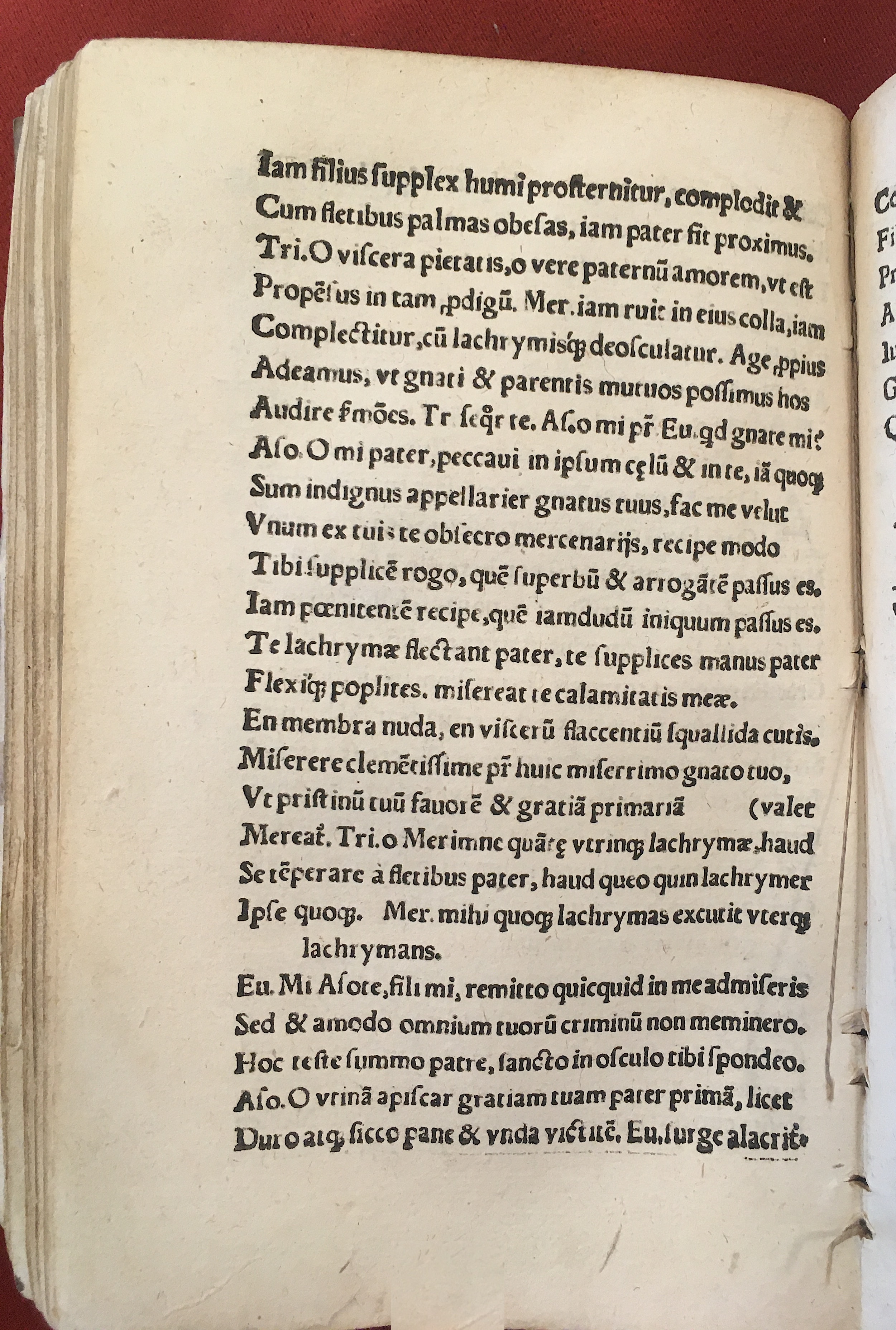 MacropediusAsotus1537p72