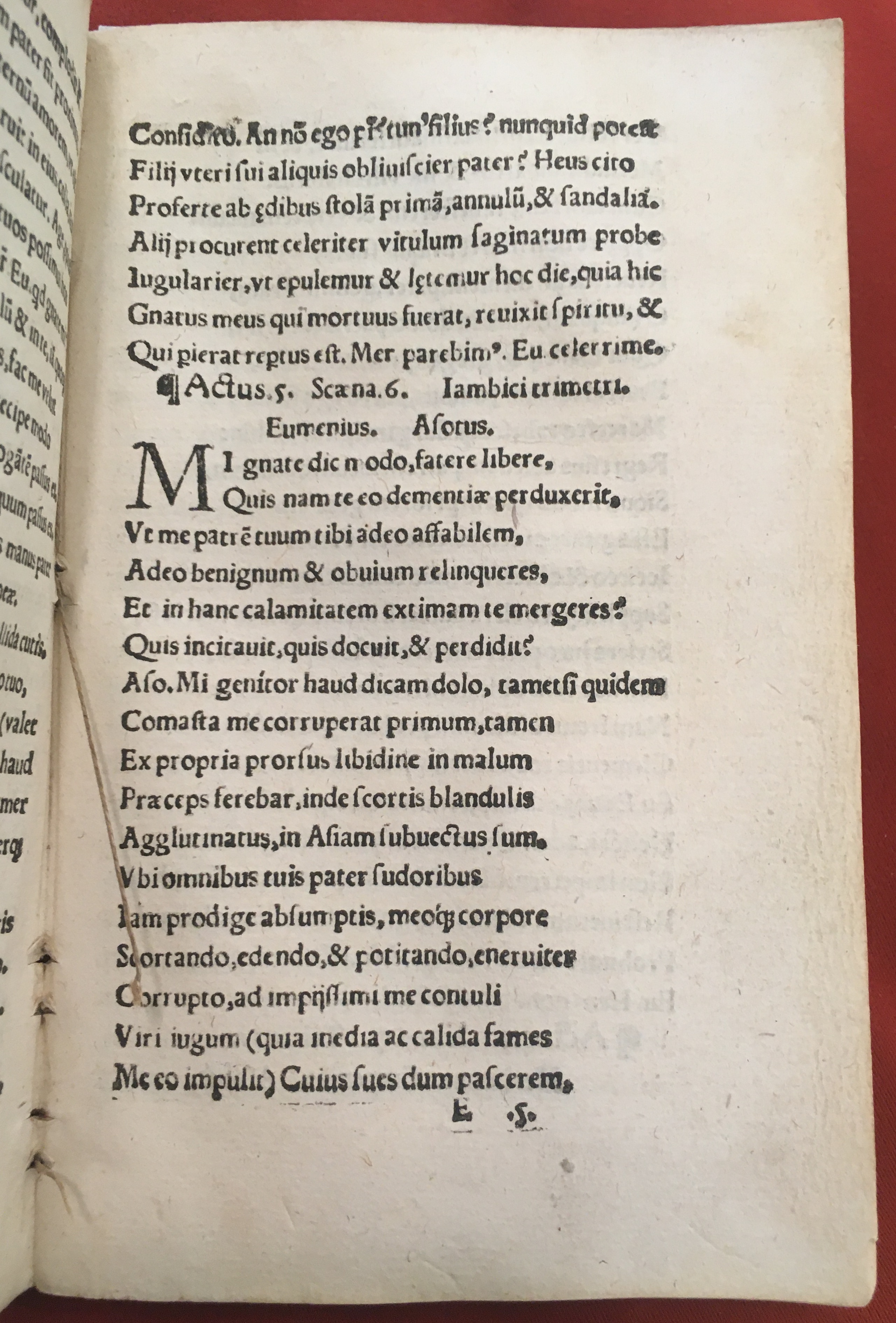 MacropediusAsotus1537p73