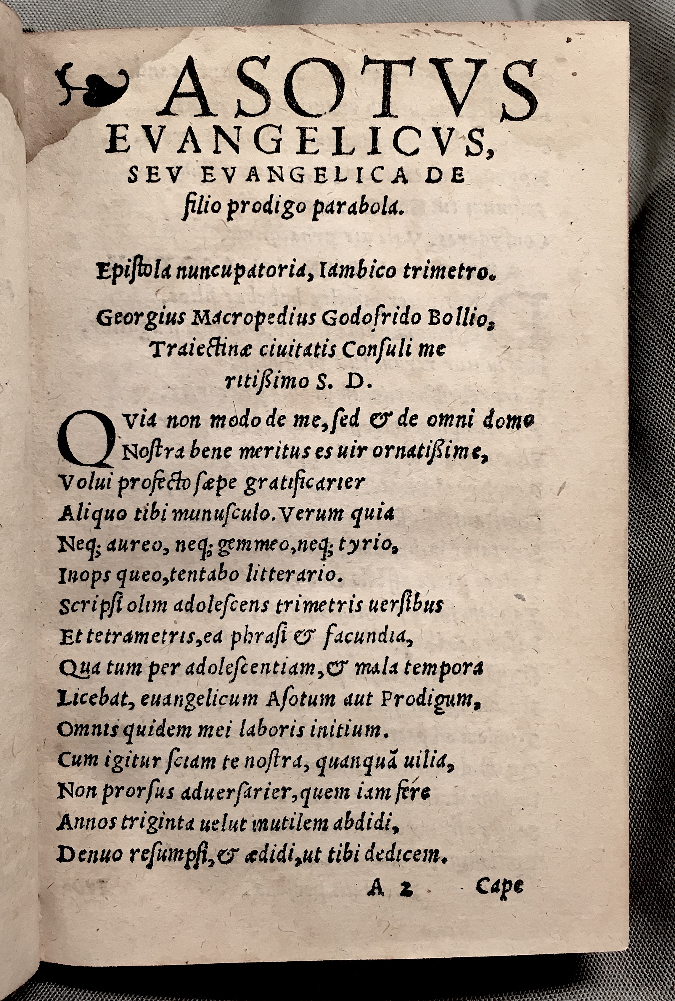 MacropediusAsotus1552p03.jpg