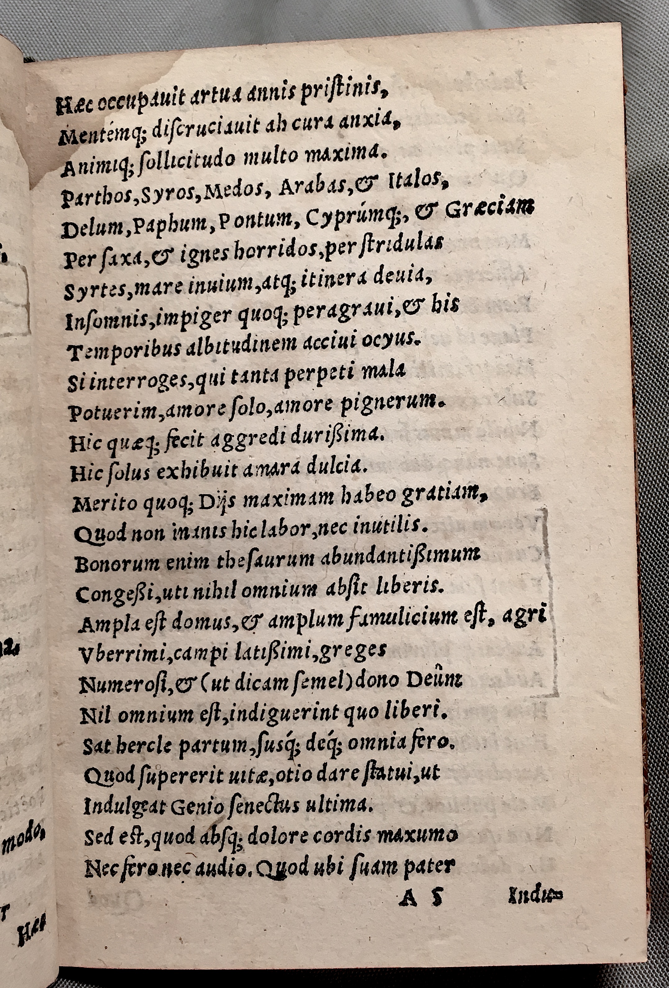 MacropediusAsotus1552p09.jpg