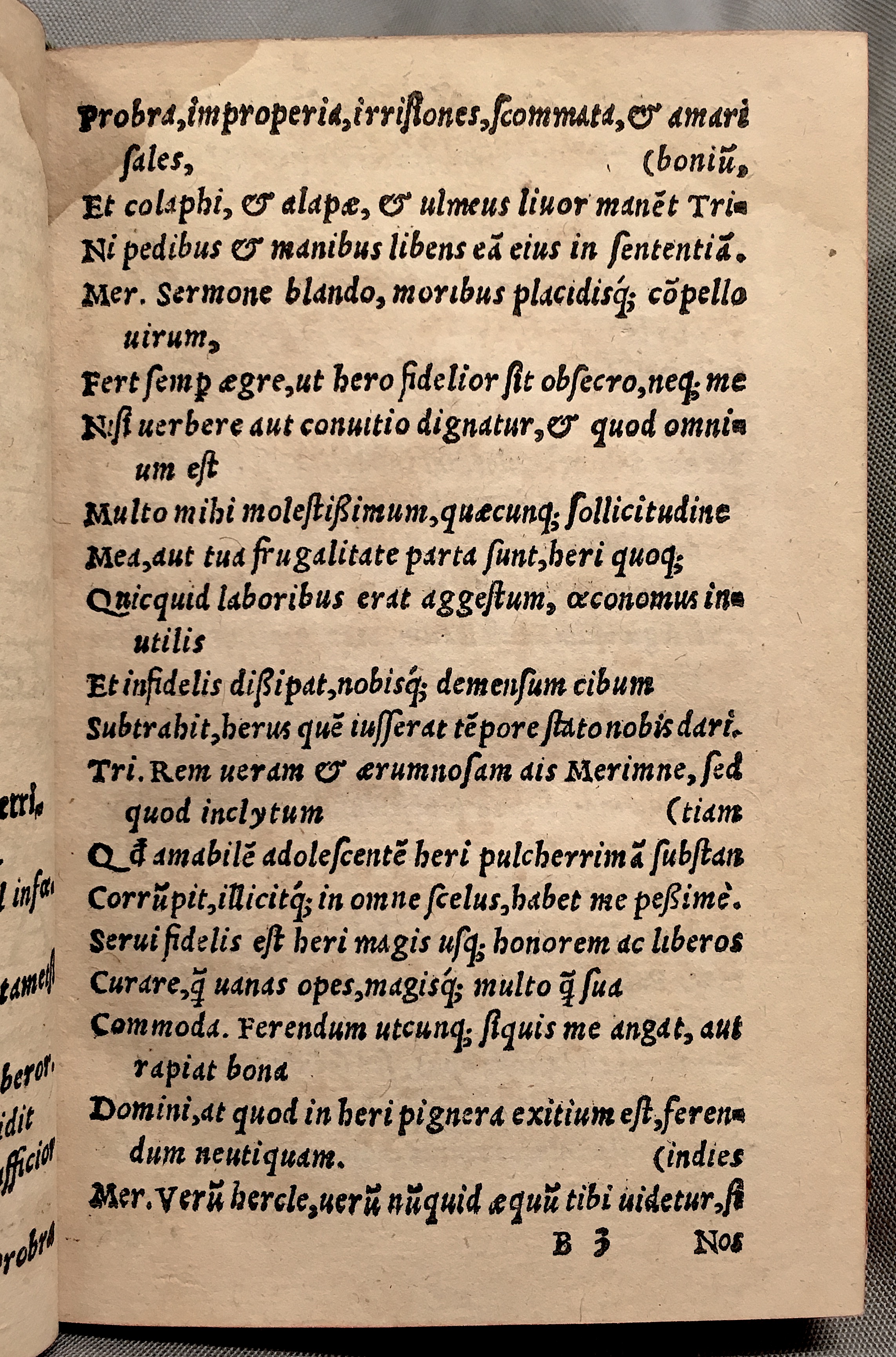 MacropediusAsotus1552p21.jpg