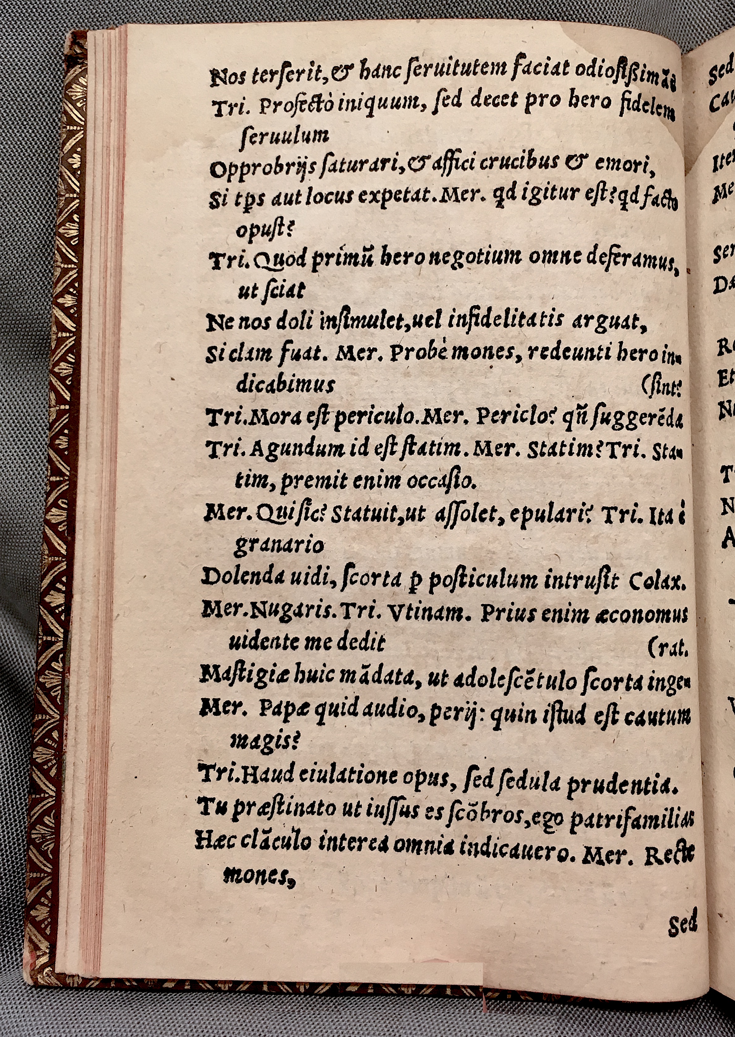 MacropediusAsotus1552p22.jpg