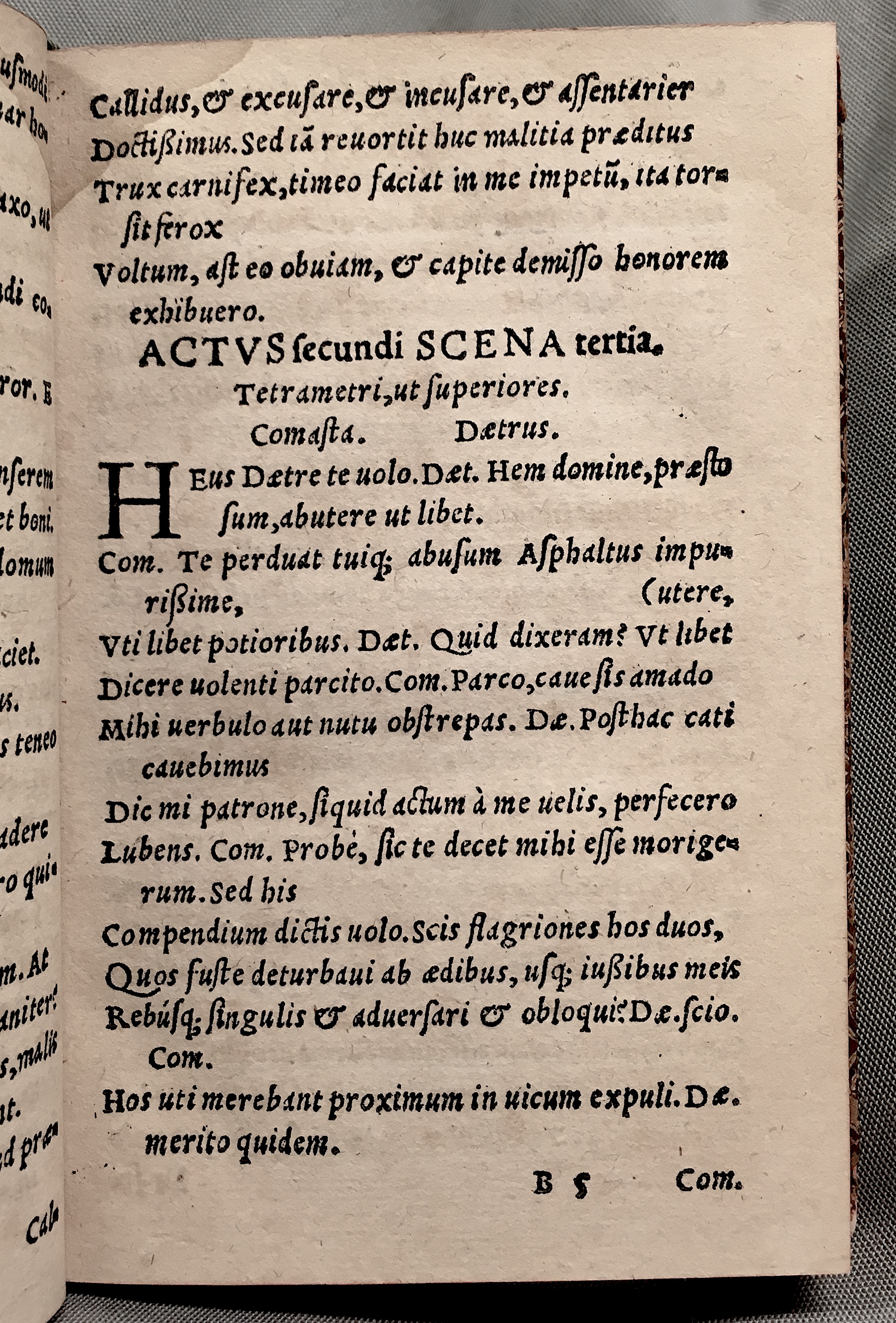 MacropediusAsotus1552p25.jpg