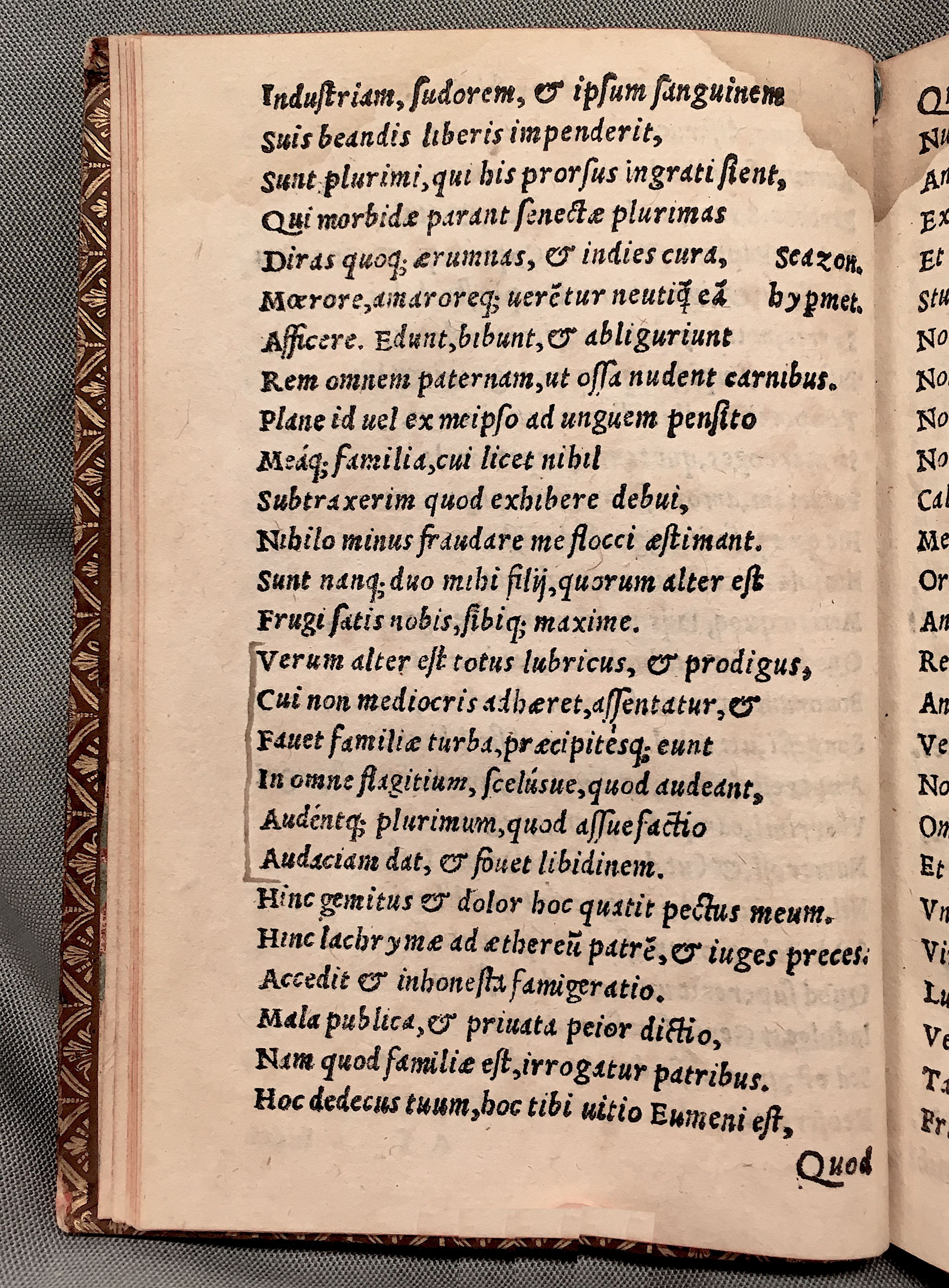 MacropediusAsotus1552p10