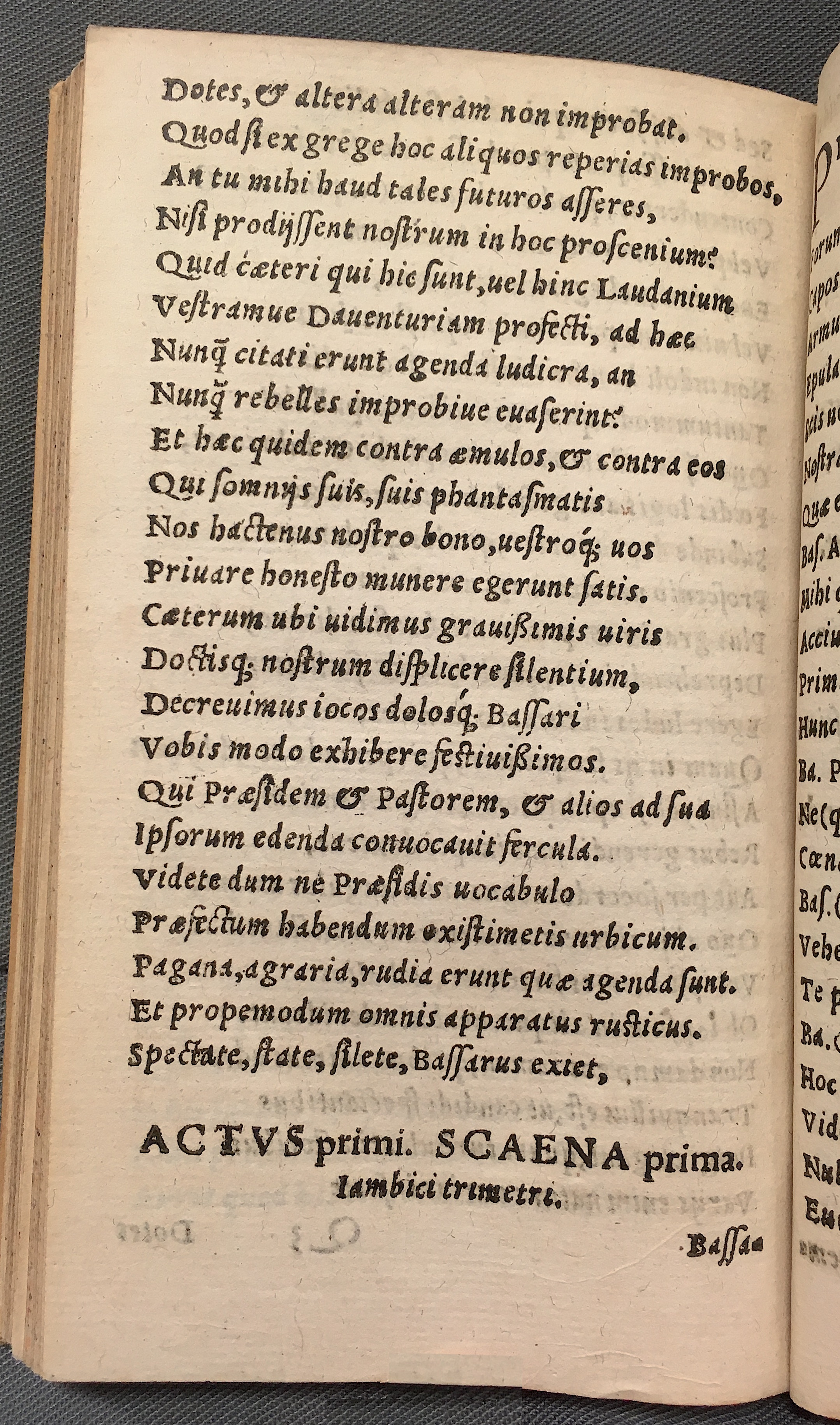 MacropediusBassarus1553p06.jpg
