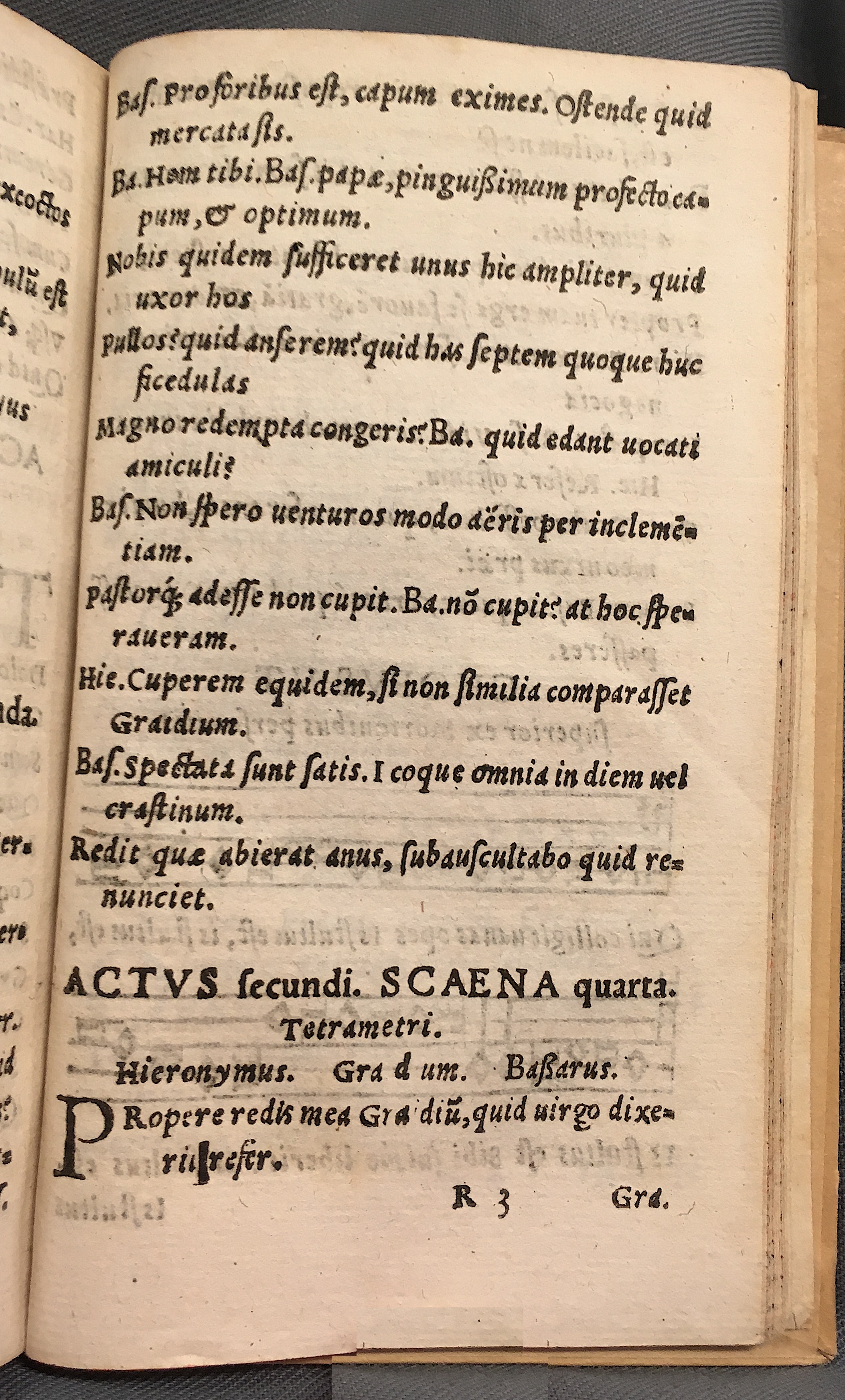 MacropediusBassarus1553p21.jpg
