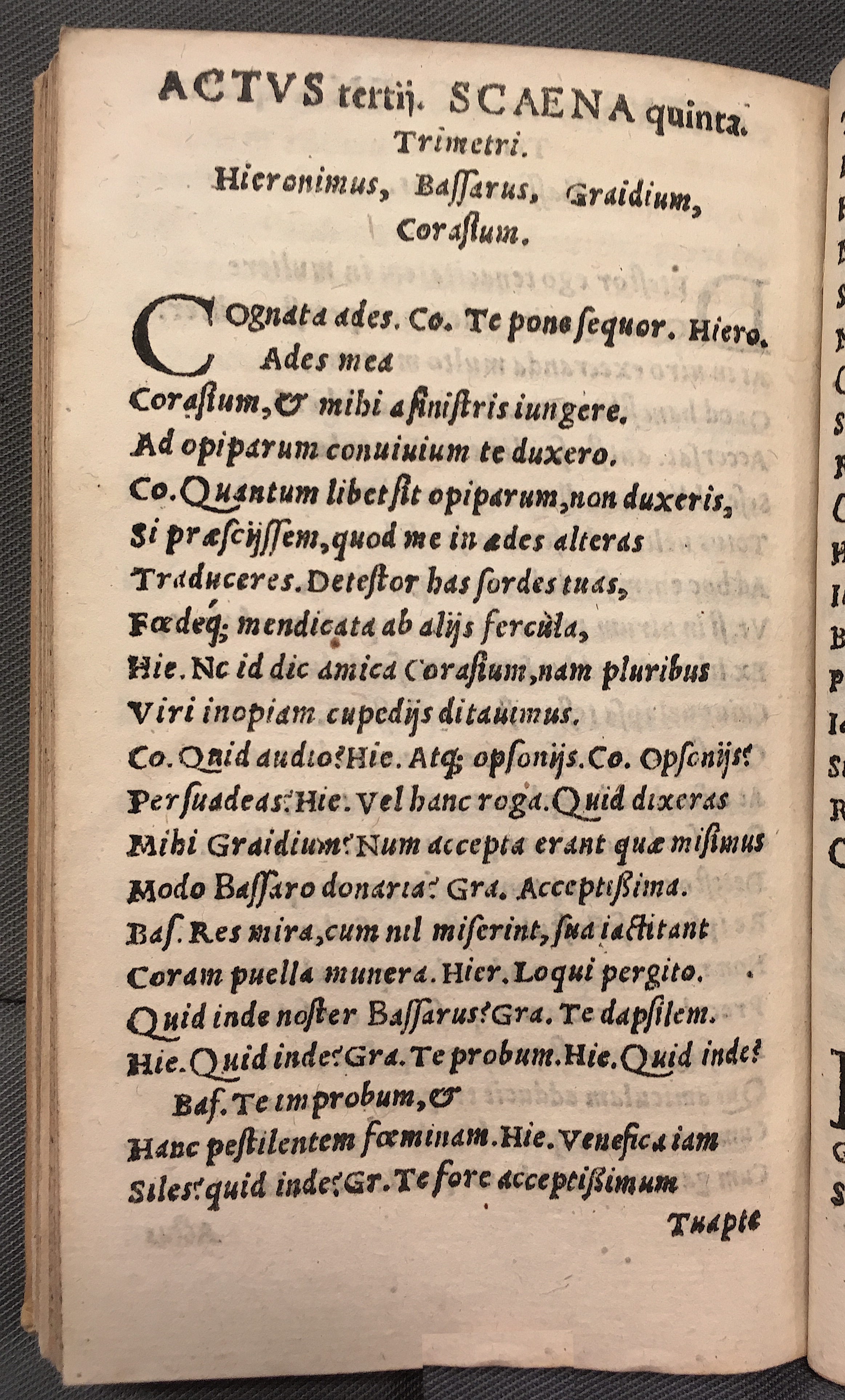 MacropediusBassarus1553p30.jpg