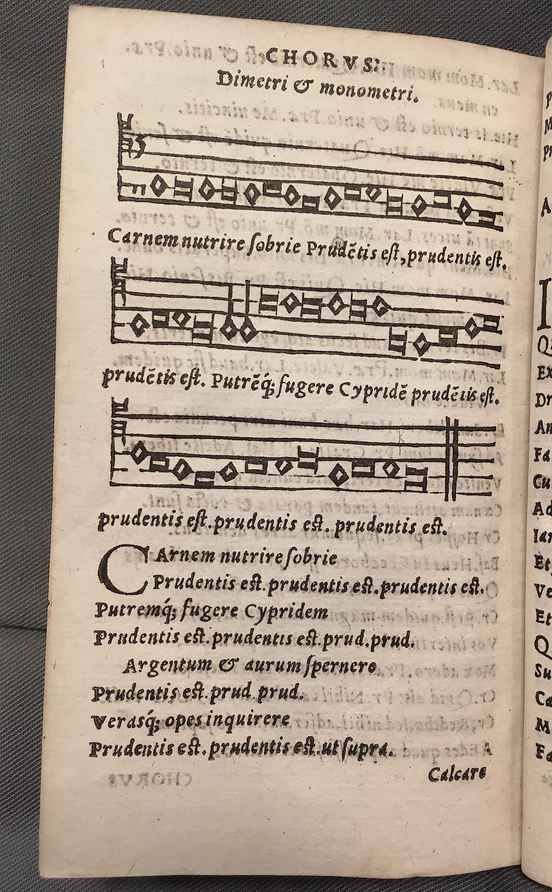 MacropediusBassarus1553p46.jpg