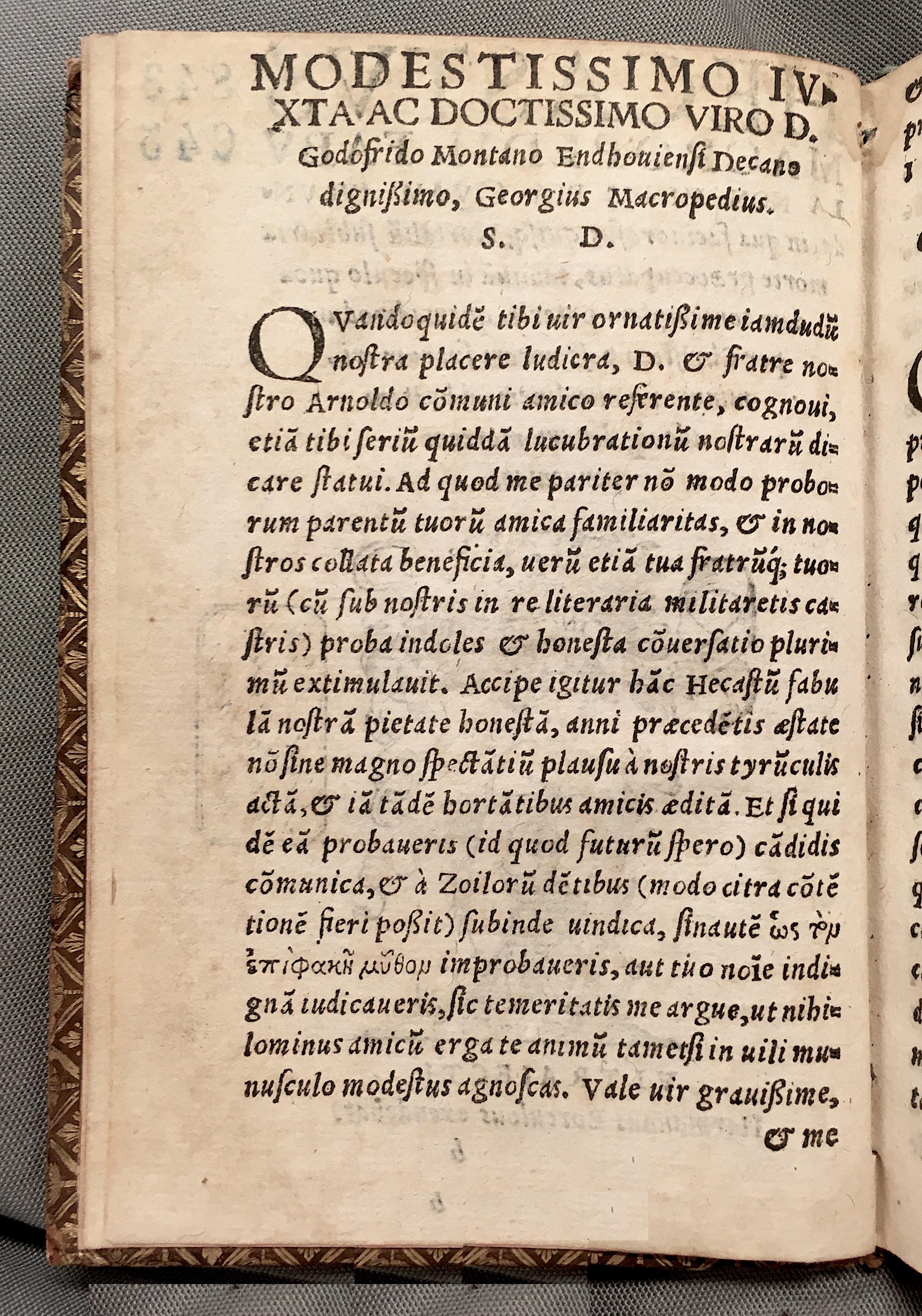 MacropediusHecastus1552p002.jpg