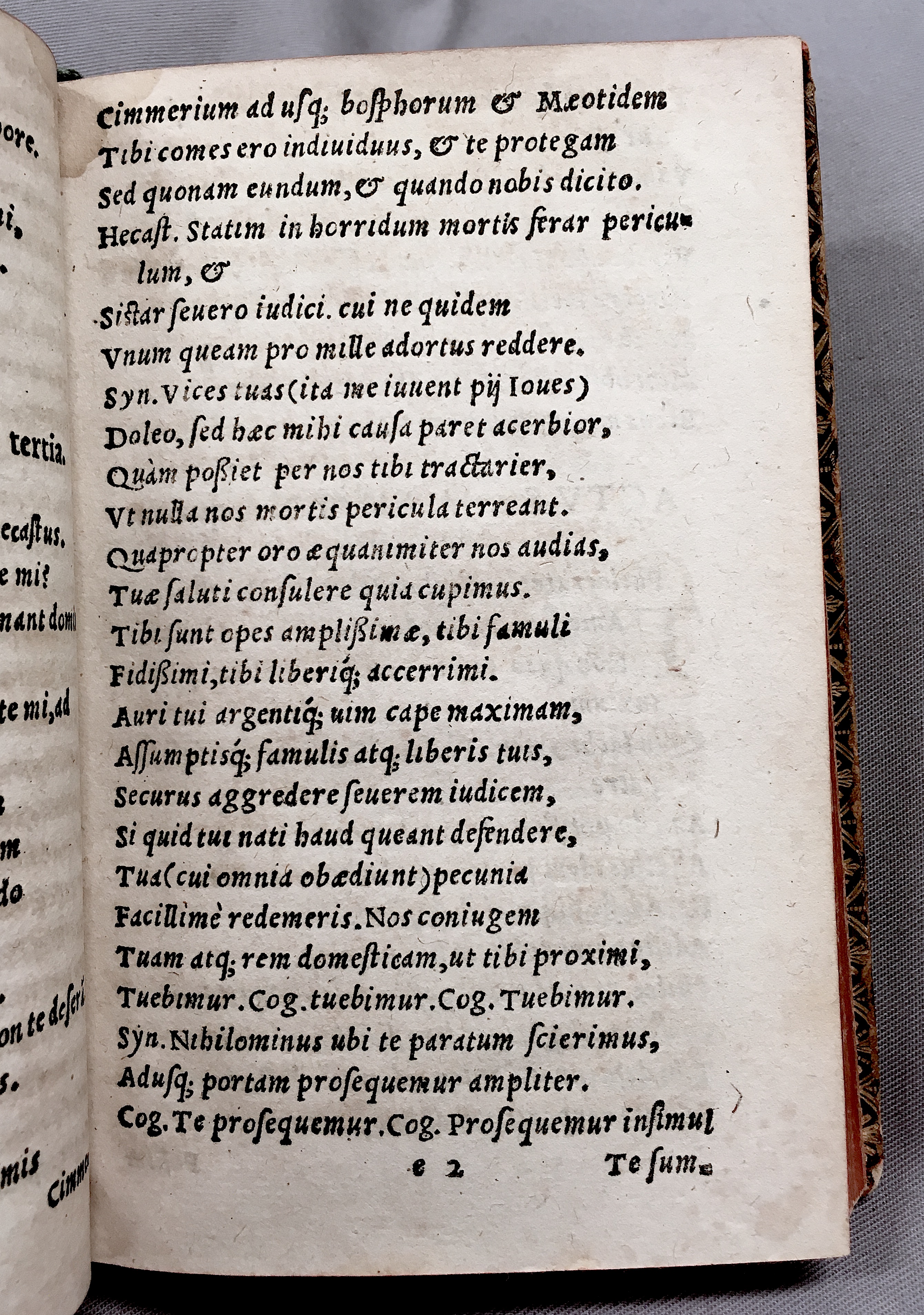 MacropediusHecastus1552p051.jpg