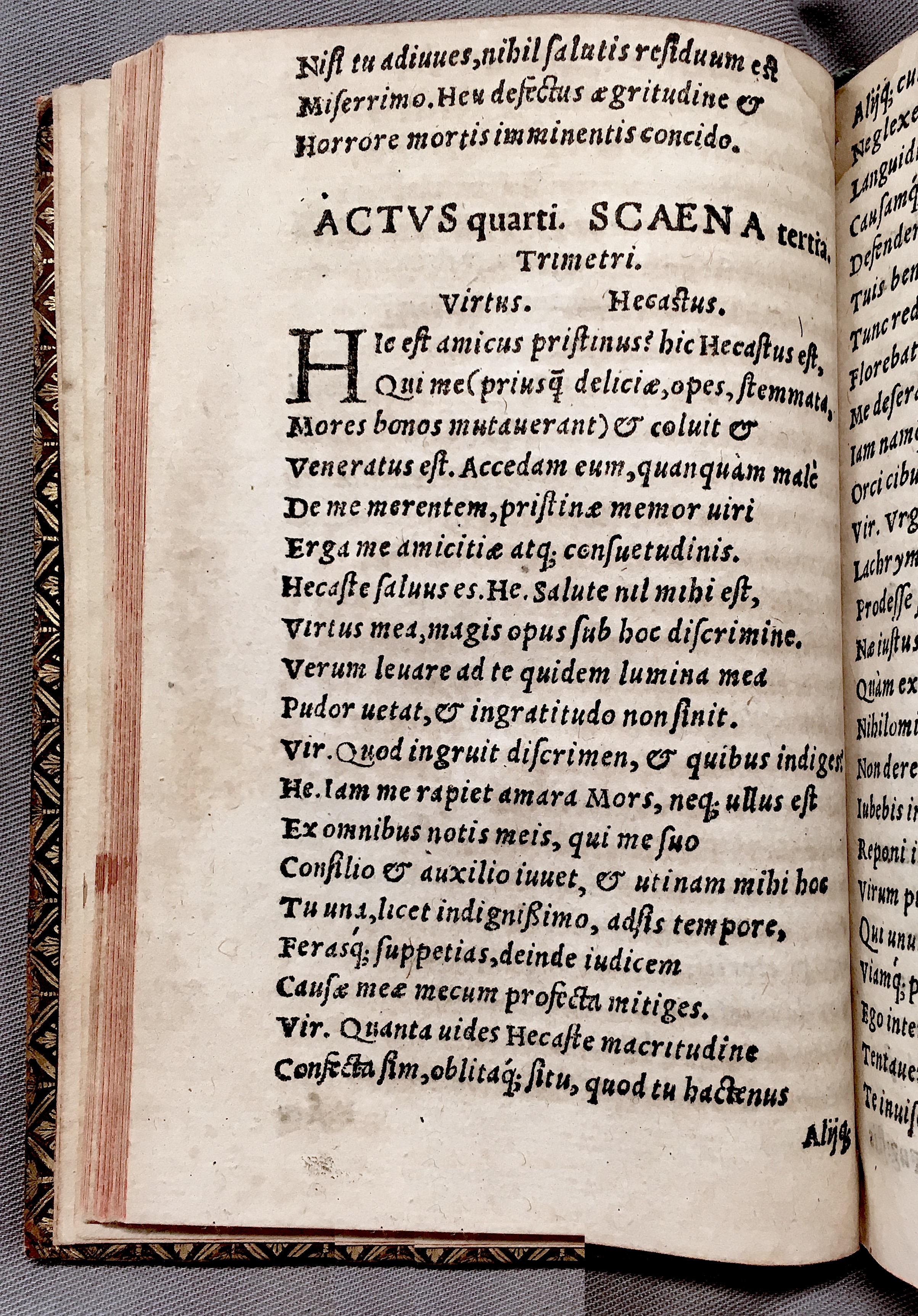 MacropediusHecastus1552p064.jpg