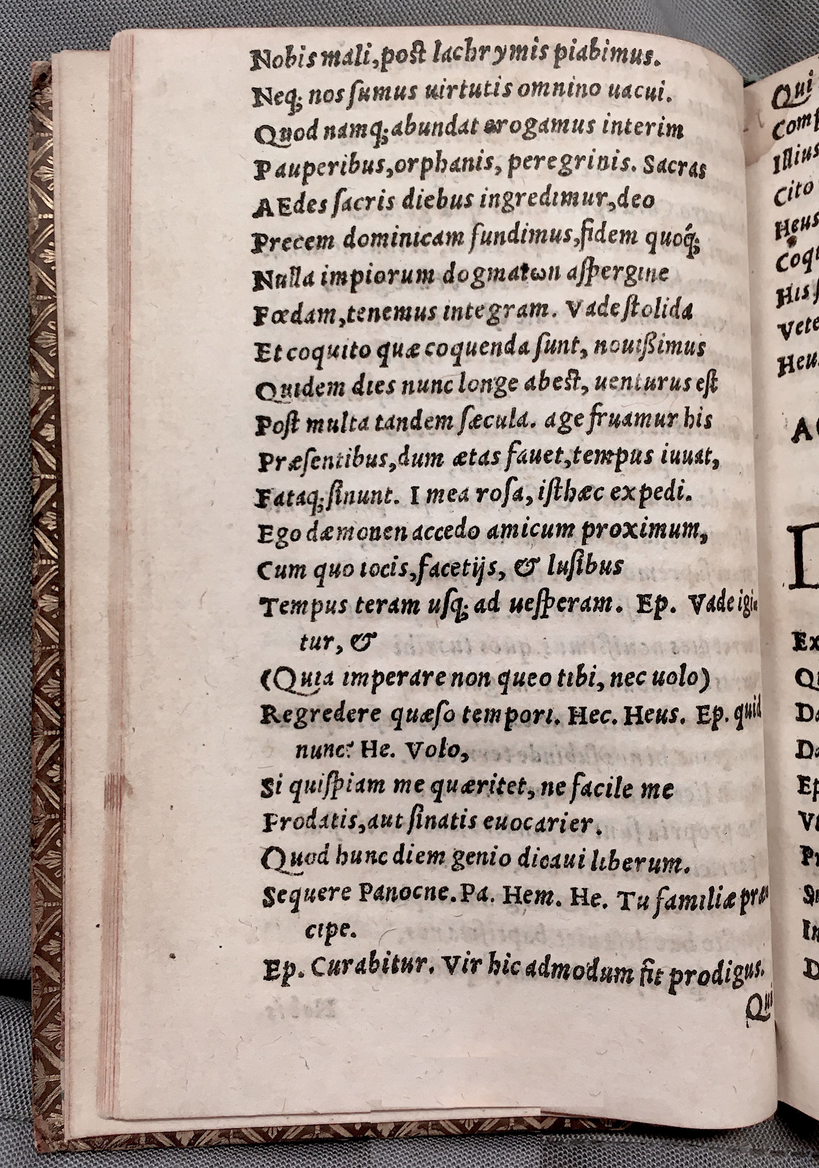 MacropediusHecastus1552p016