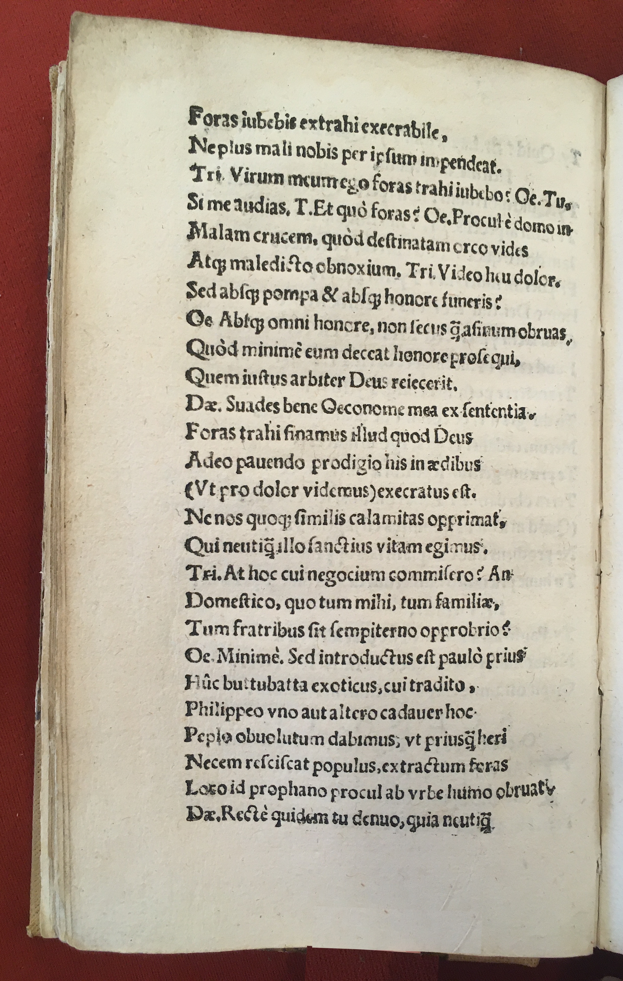 MacropediusLazarus1541b58.jpg
