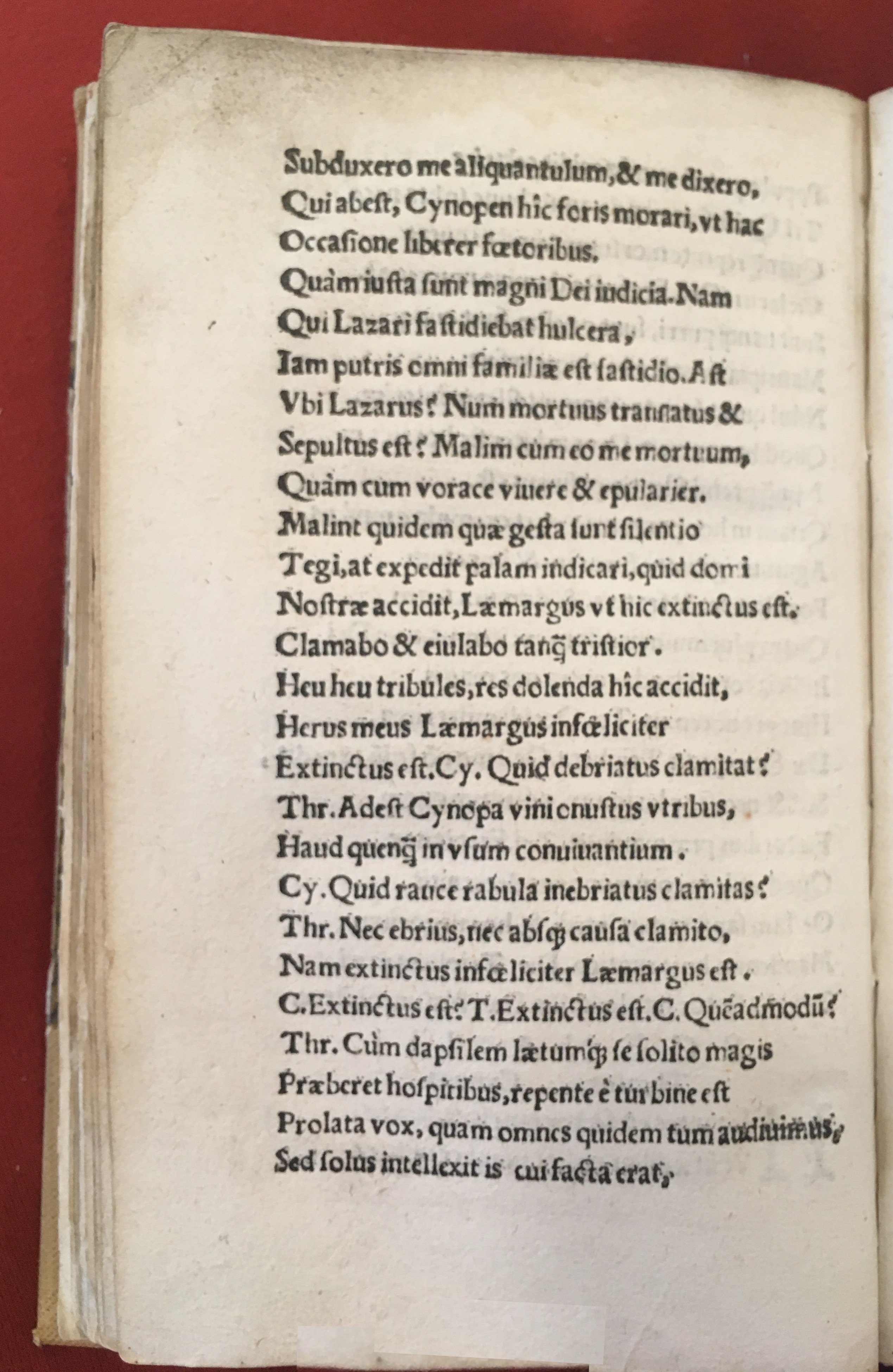 MacropediusLazarus1541b60.jpg