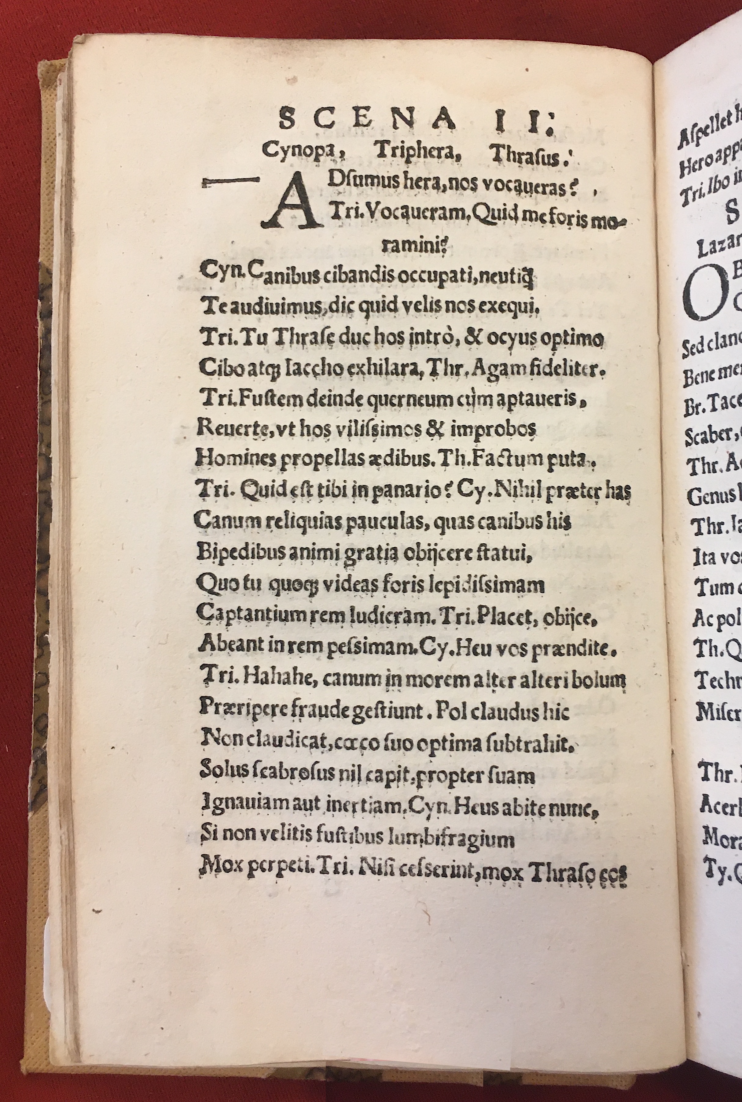 MacropediusLazarus1541b36