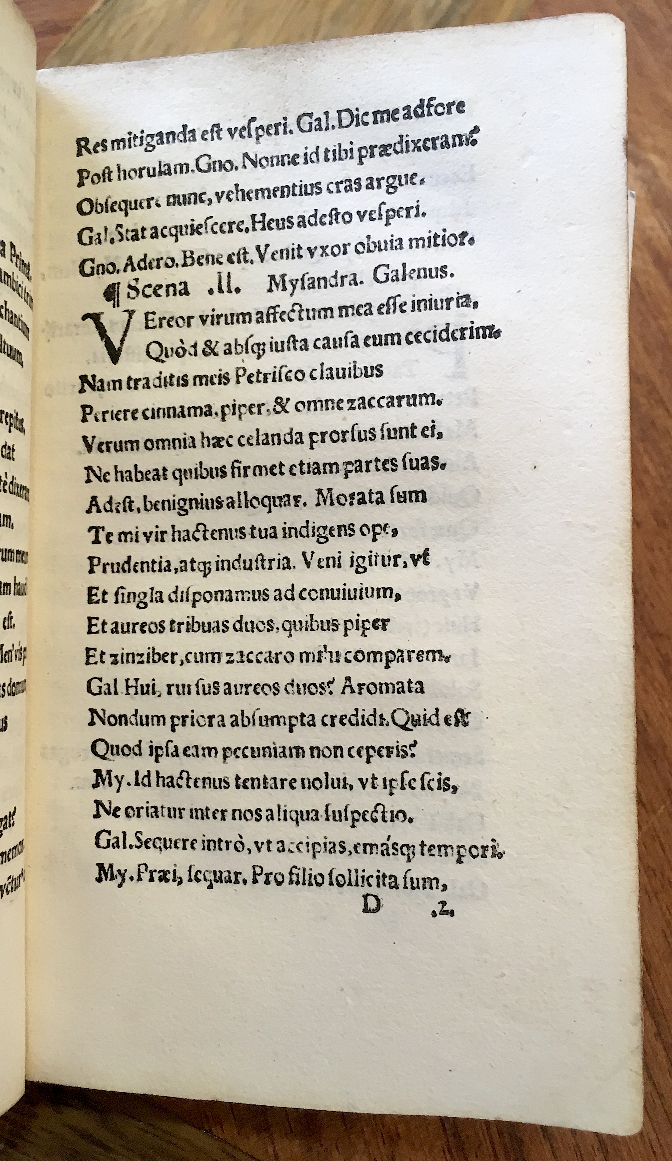 MacropediusPetriscus1536p51.jpg