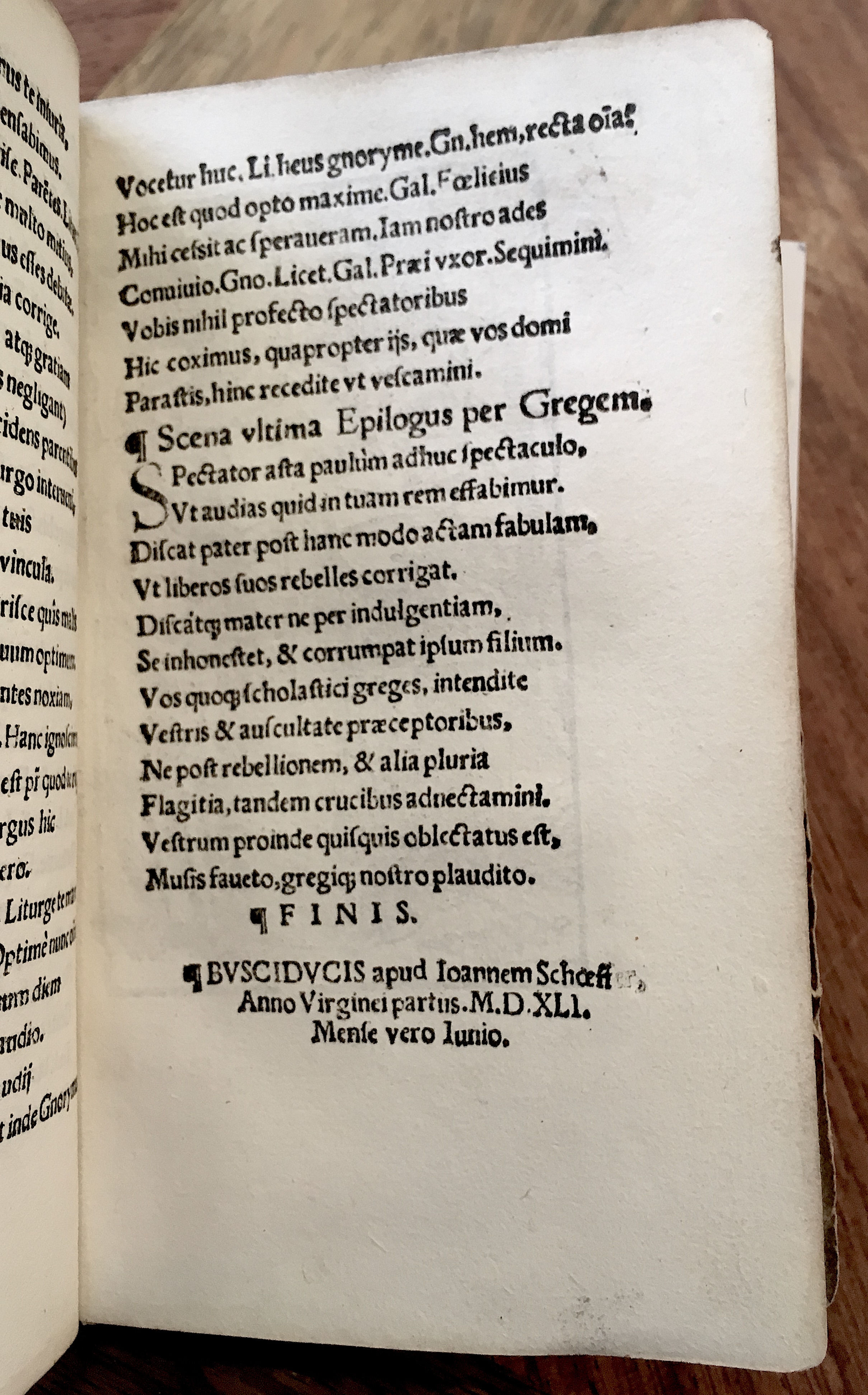MacropediusPetriscus1536p63.jpg