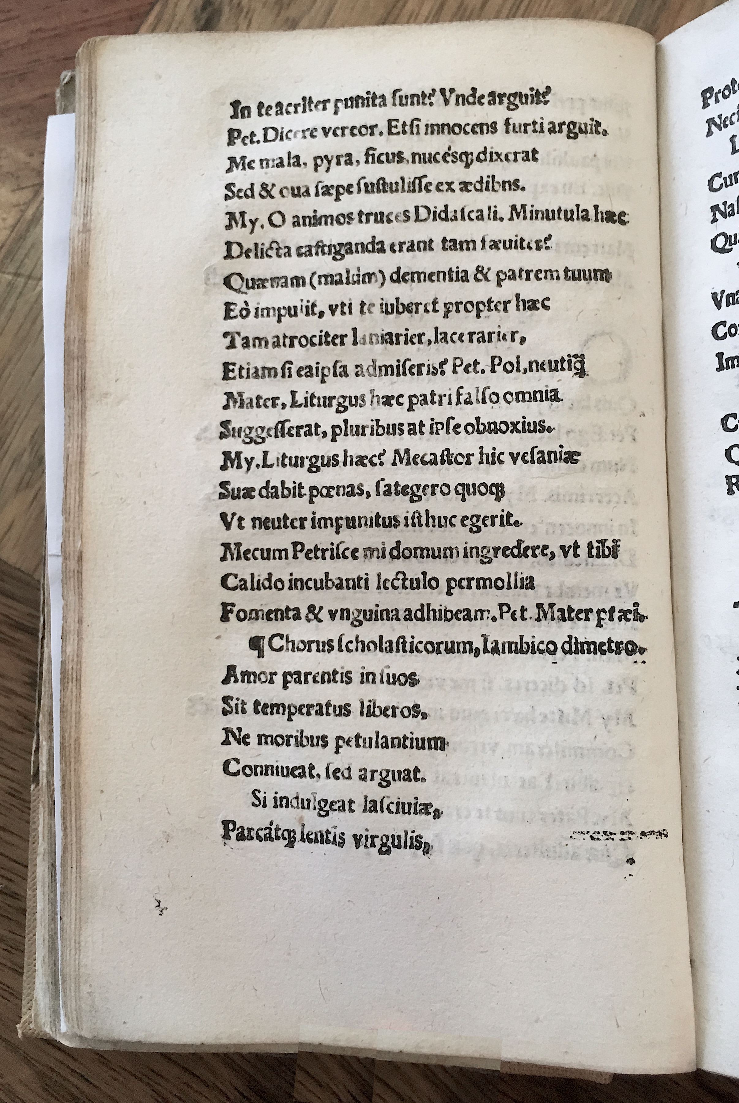 MacropediusPetriscus1536p14