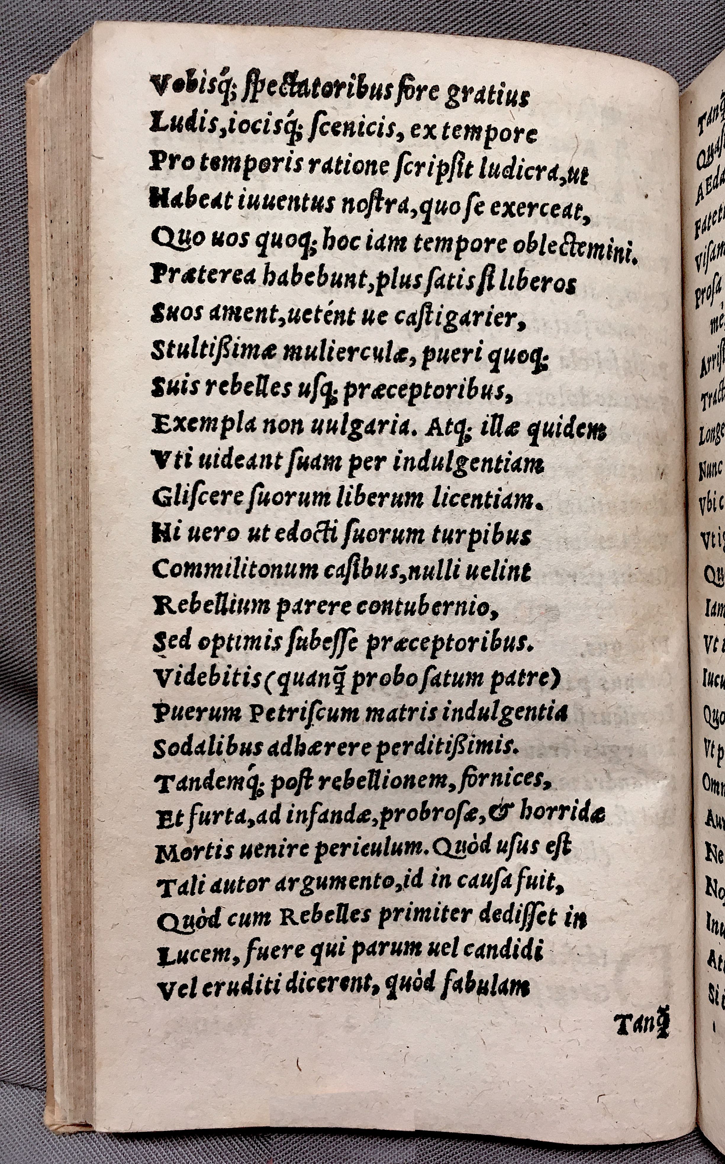 MacropediusPetriscus1553p04