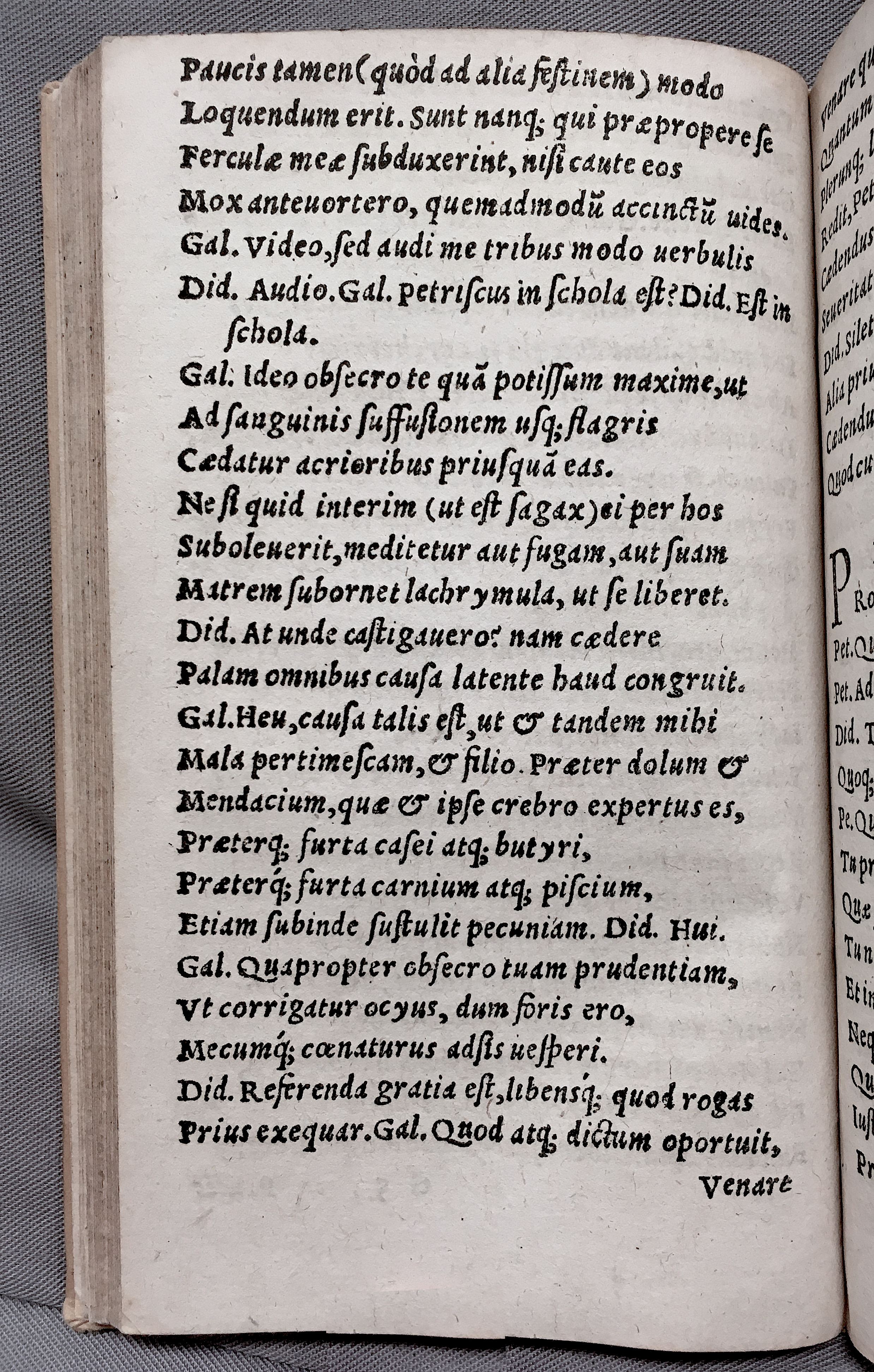 MacropediusPetriscus1553p10