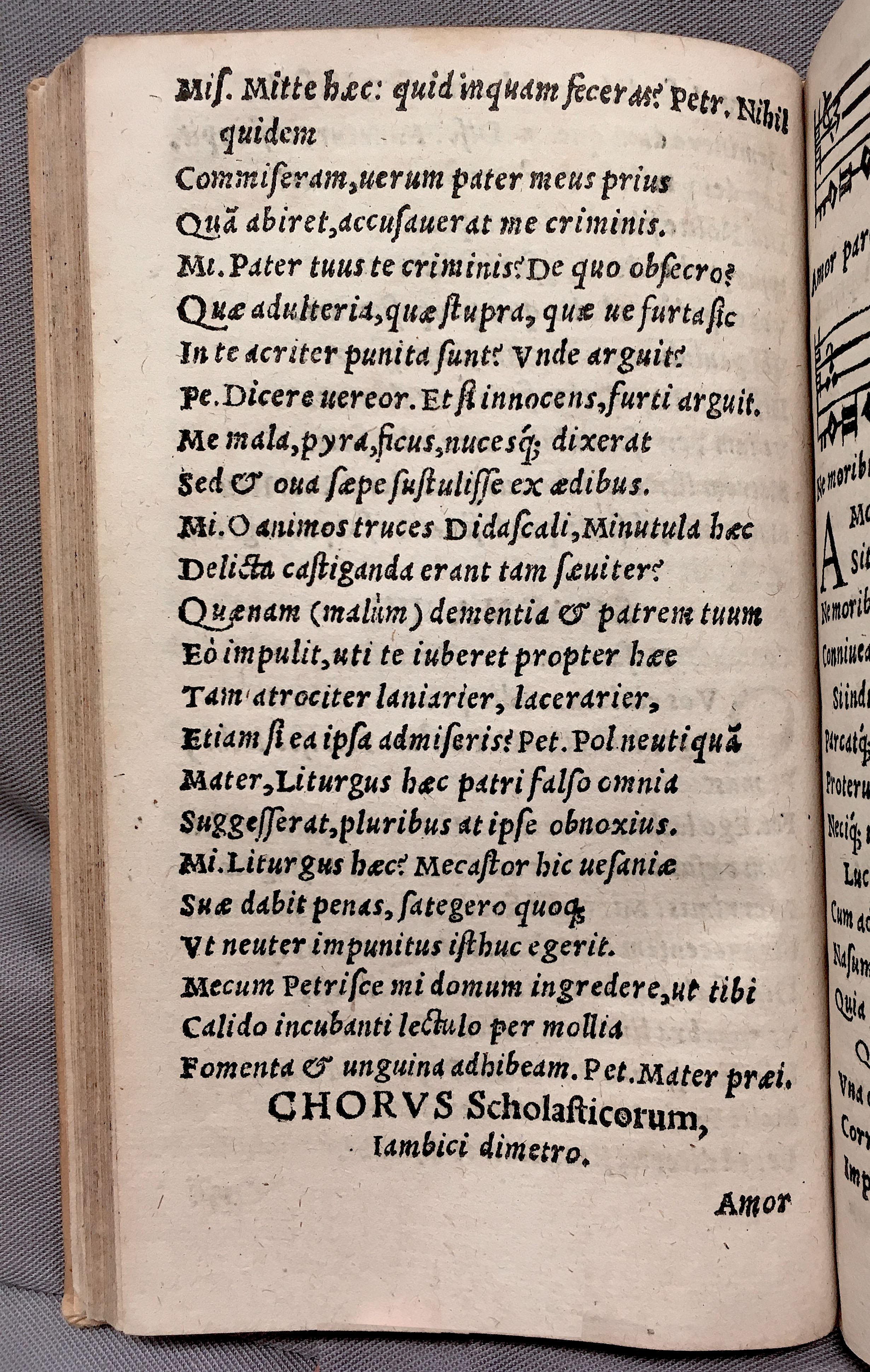 MacropediusPetriscus1553p14