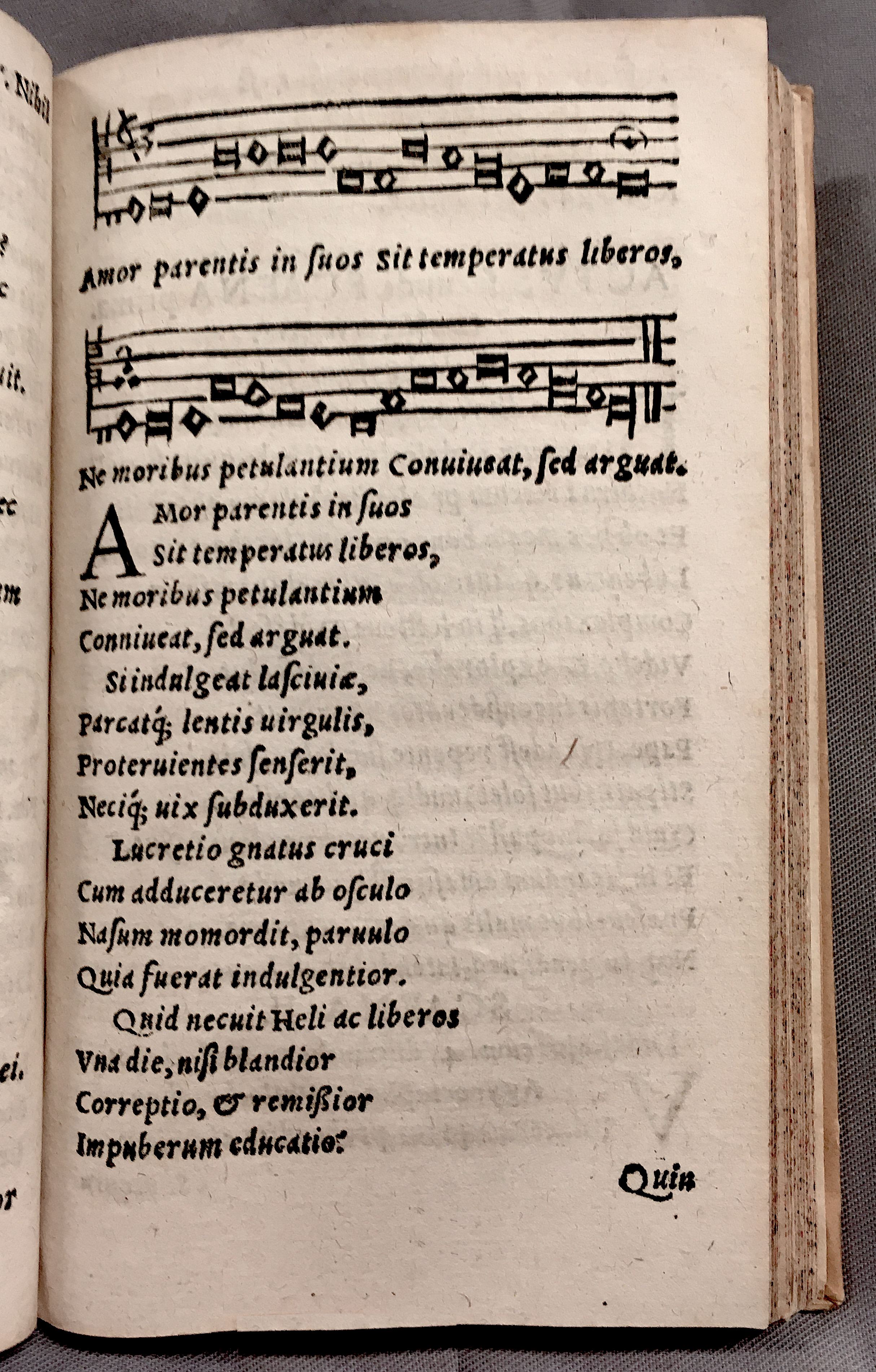 MacropediusPetriscus1553p15