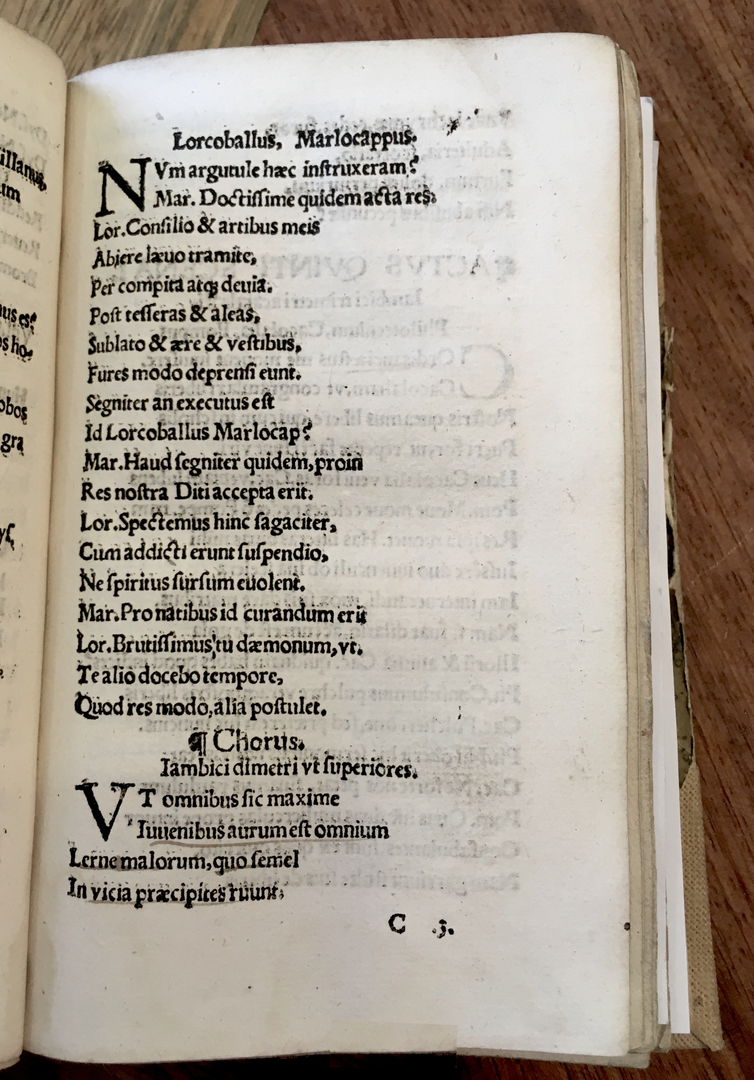MacropediusRebelles1535p37.jpg