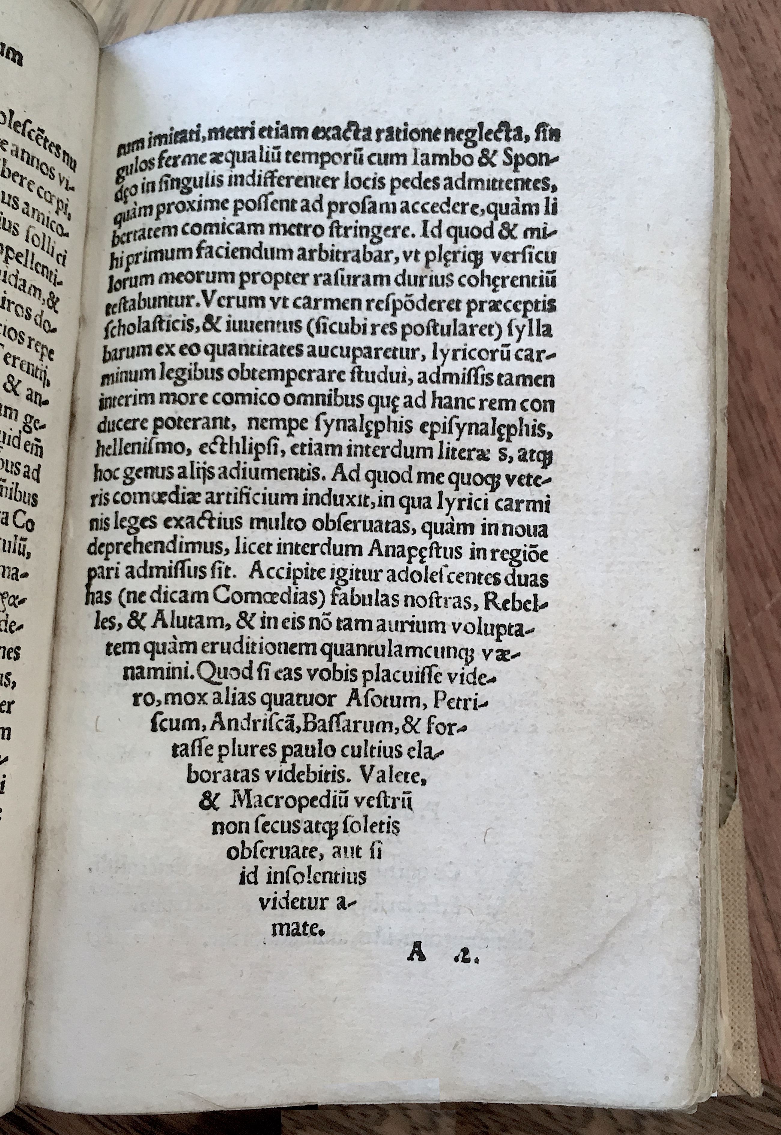 MacropediusRebelles1535p03