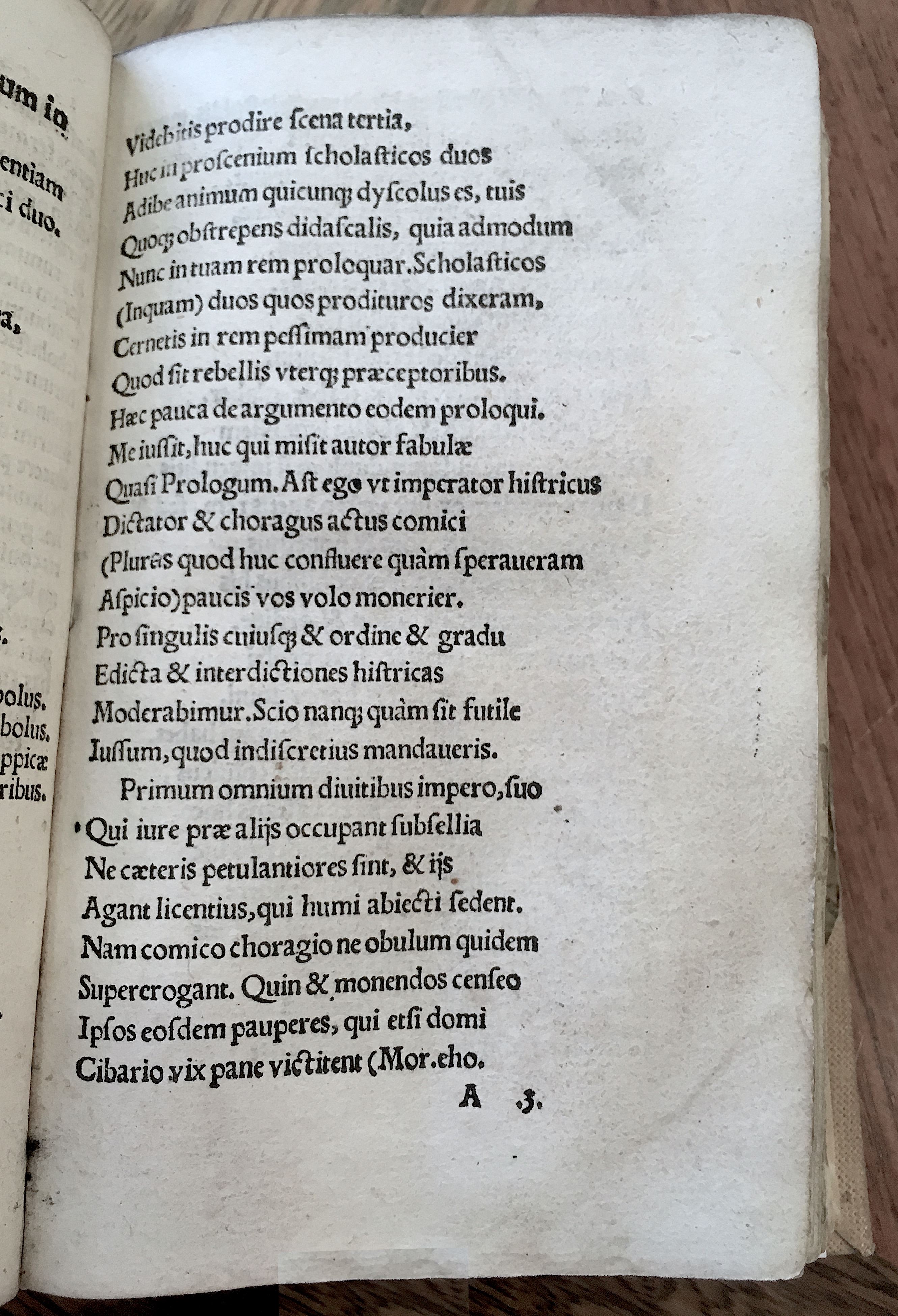 MacropediusRebelles1535p05