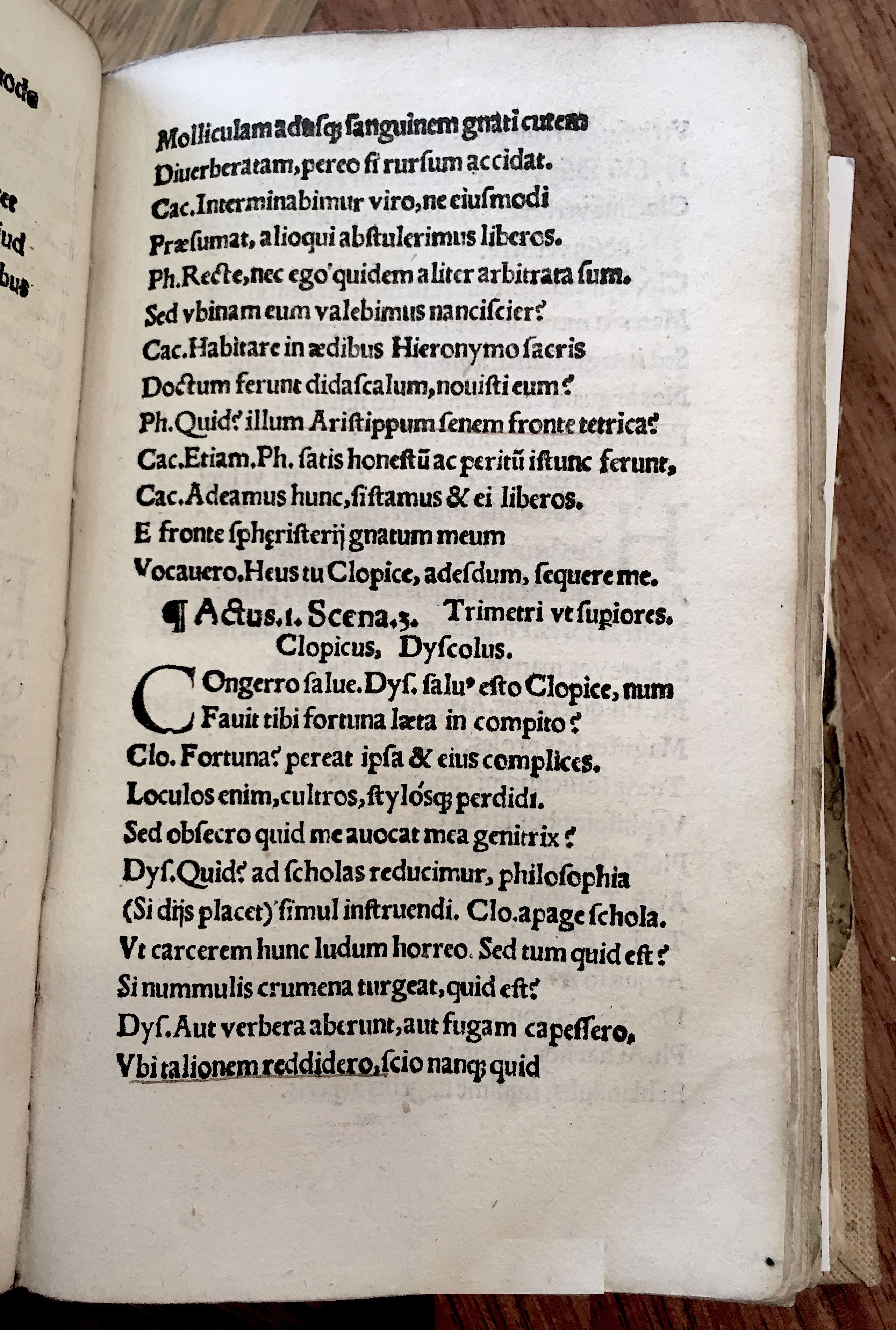 MacropediusRebelles1535p11