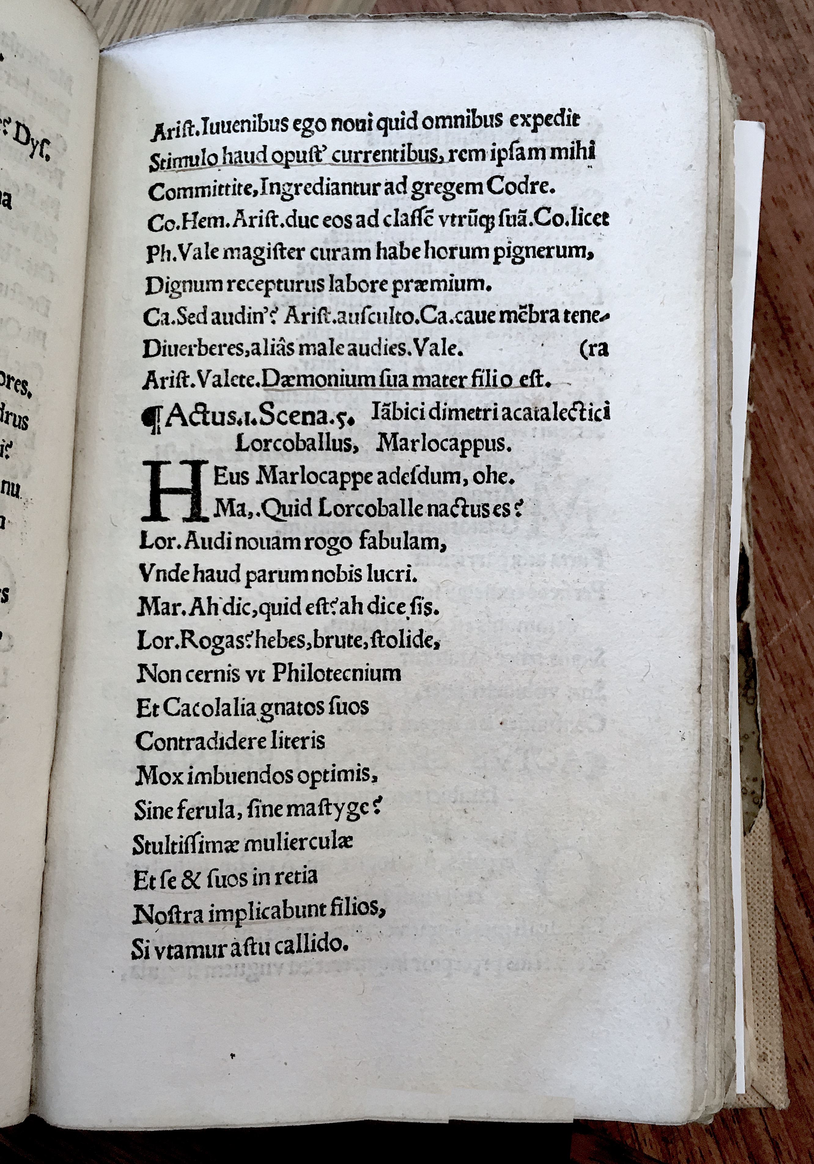 MacropediusRebelles1535p13