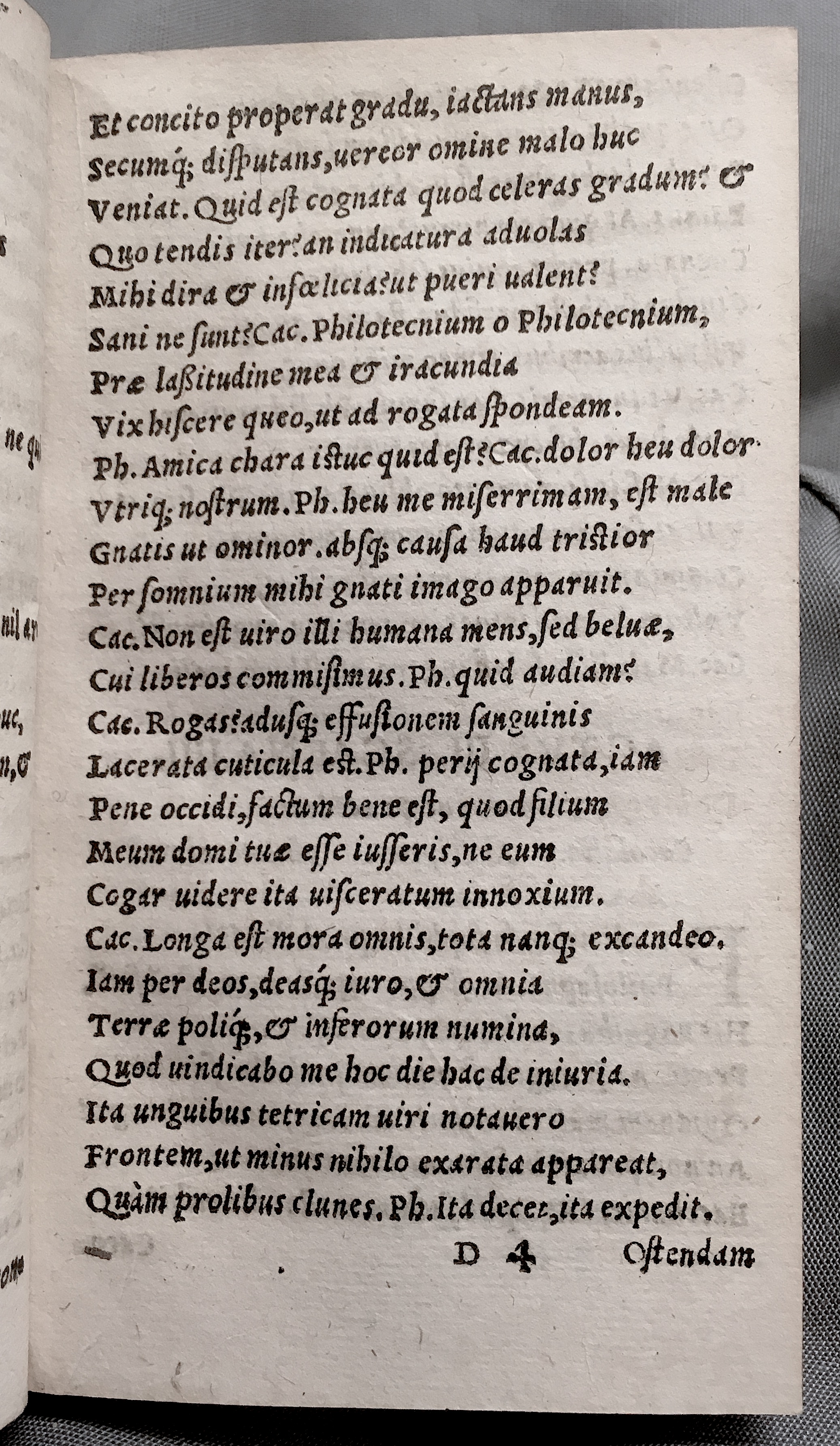 MacropediusRebelles1553p21.jpg