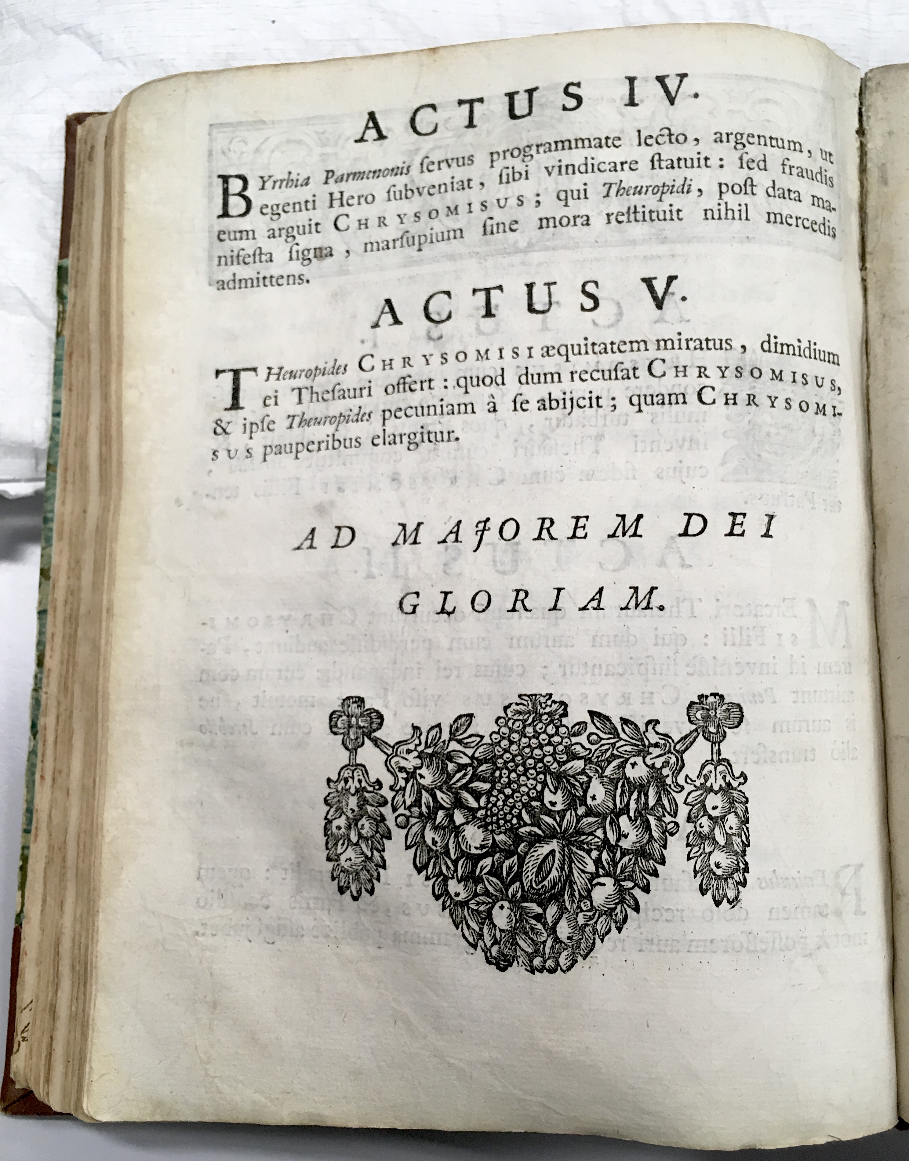 SJChrysomisusBrussel1722p04.jpg