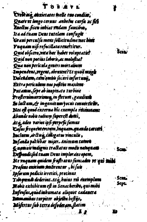 SchonaeusI1614205.jpg