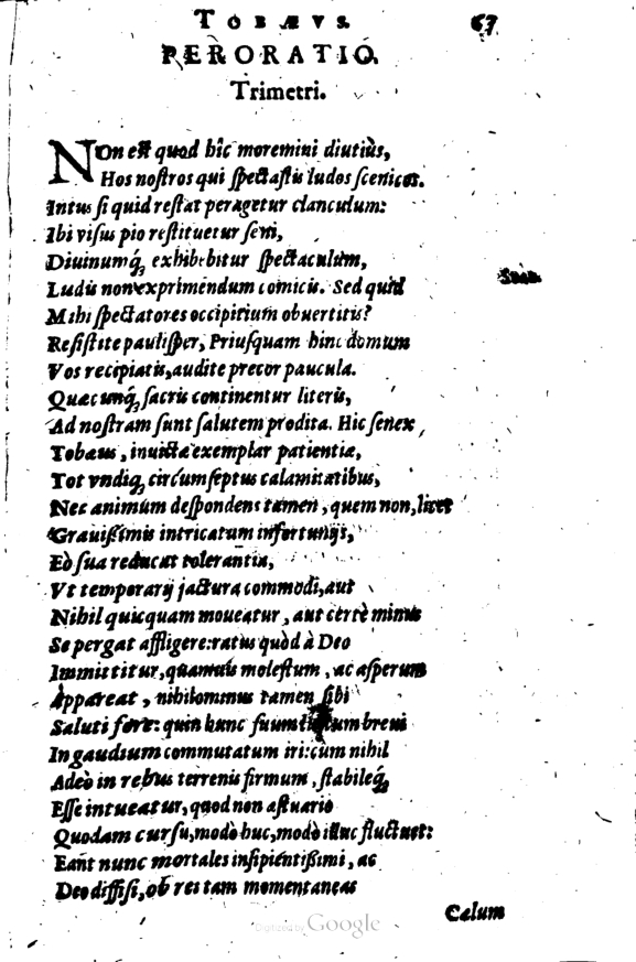 SchonaeusI1614267.jpg