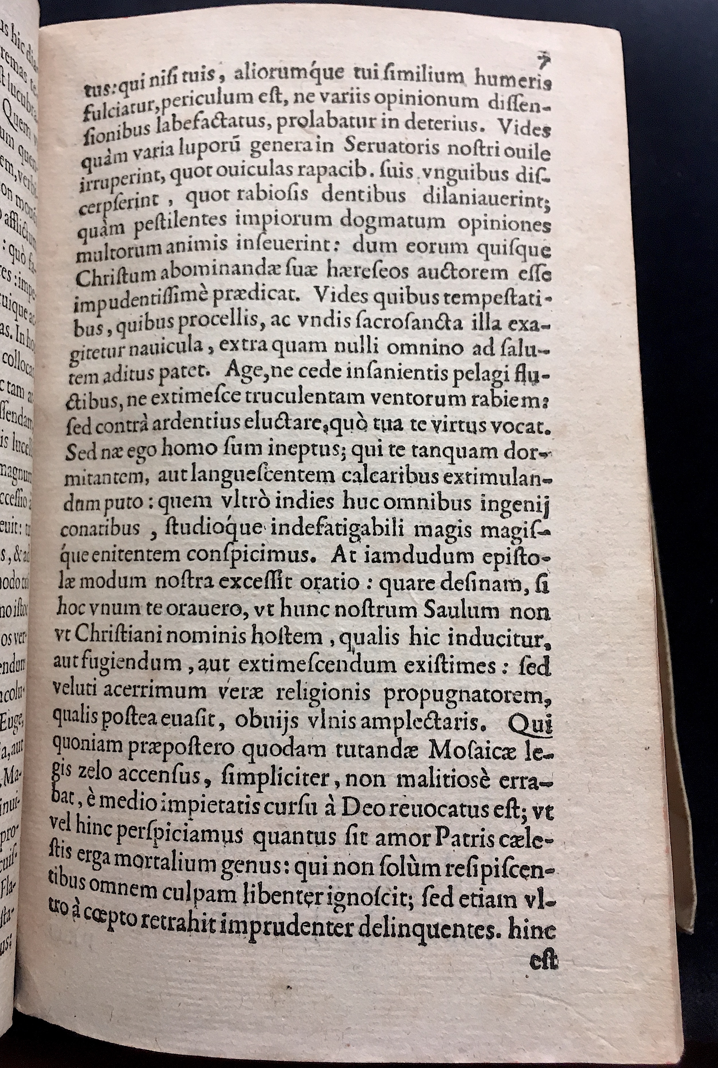 SchonaeusSaulus1581p07.jpg