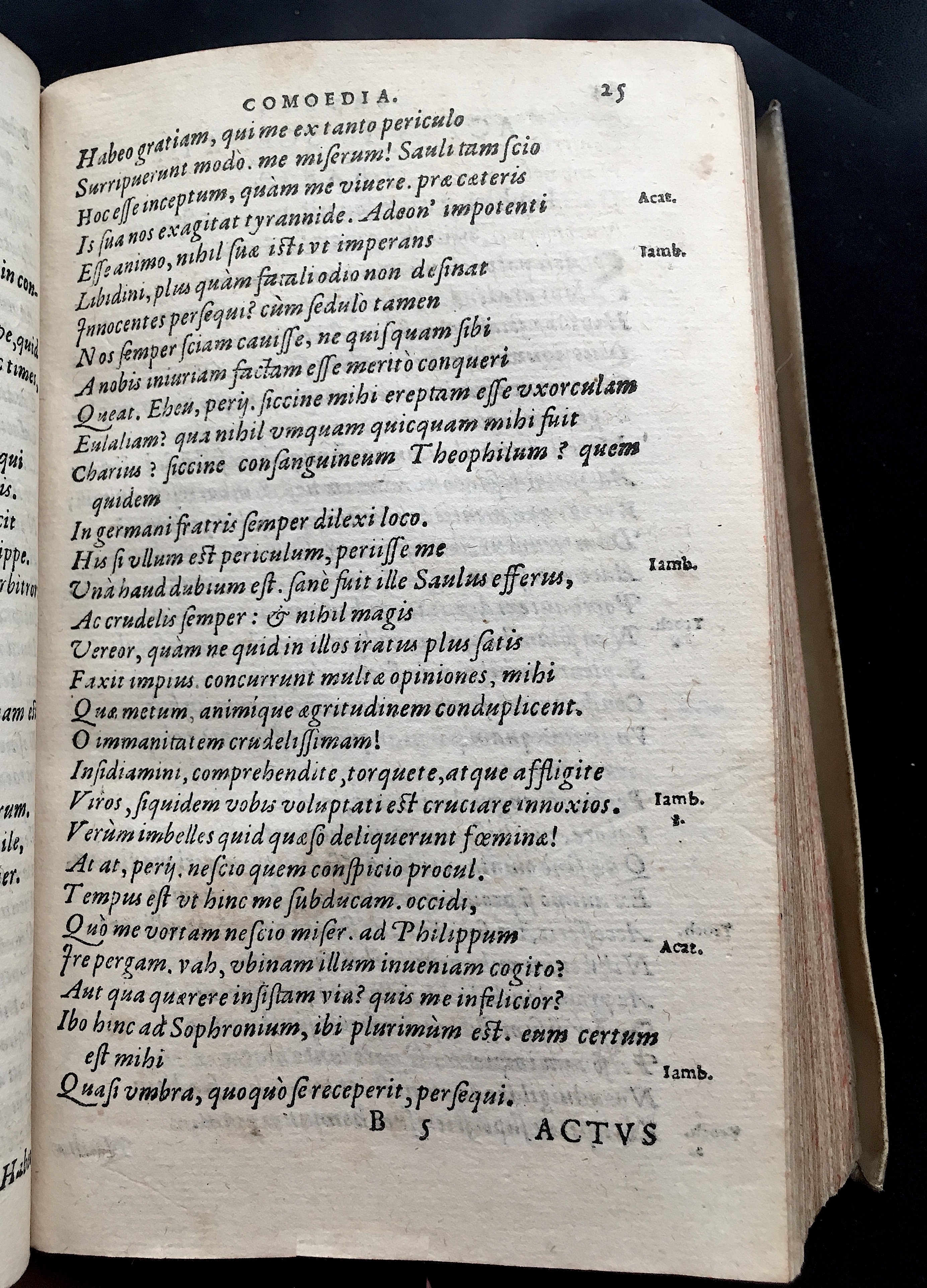 SchonaeusSaulus1581p25.jpg