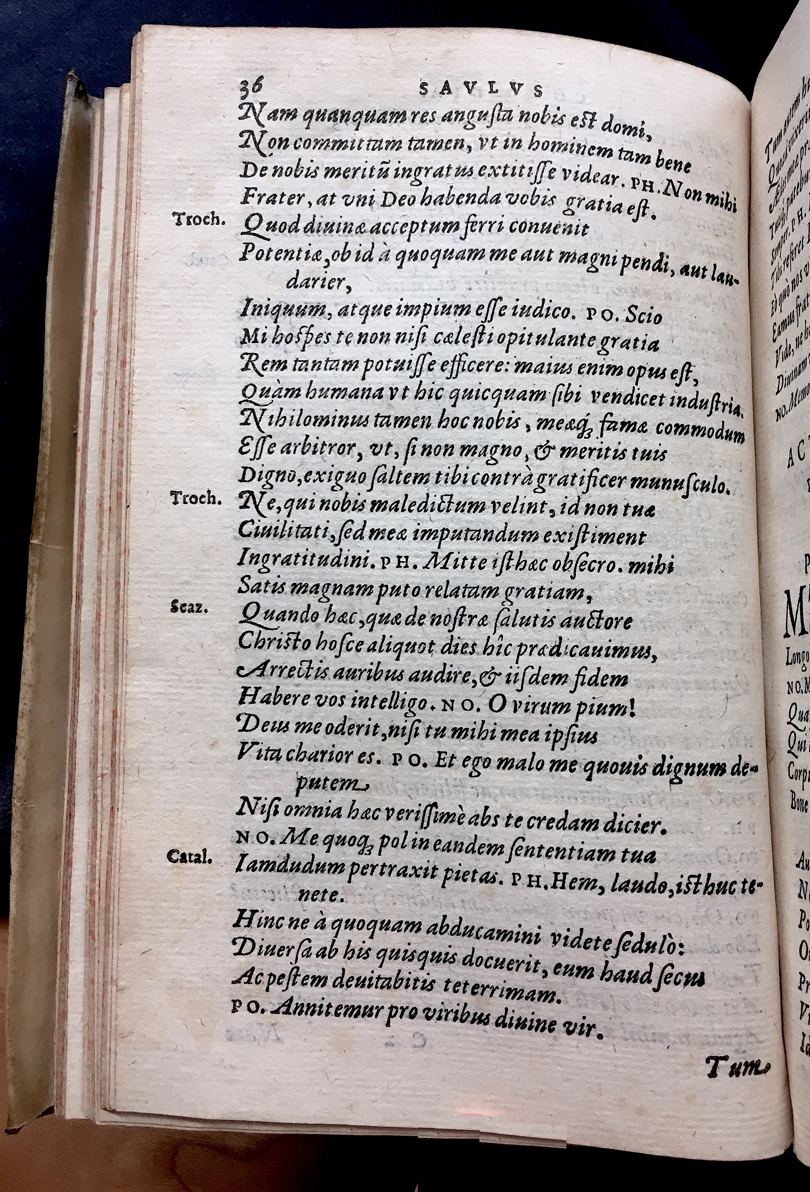 SchonaeusSaulus1581p36.jpg