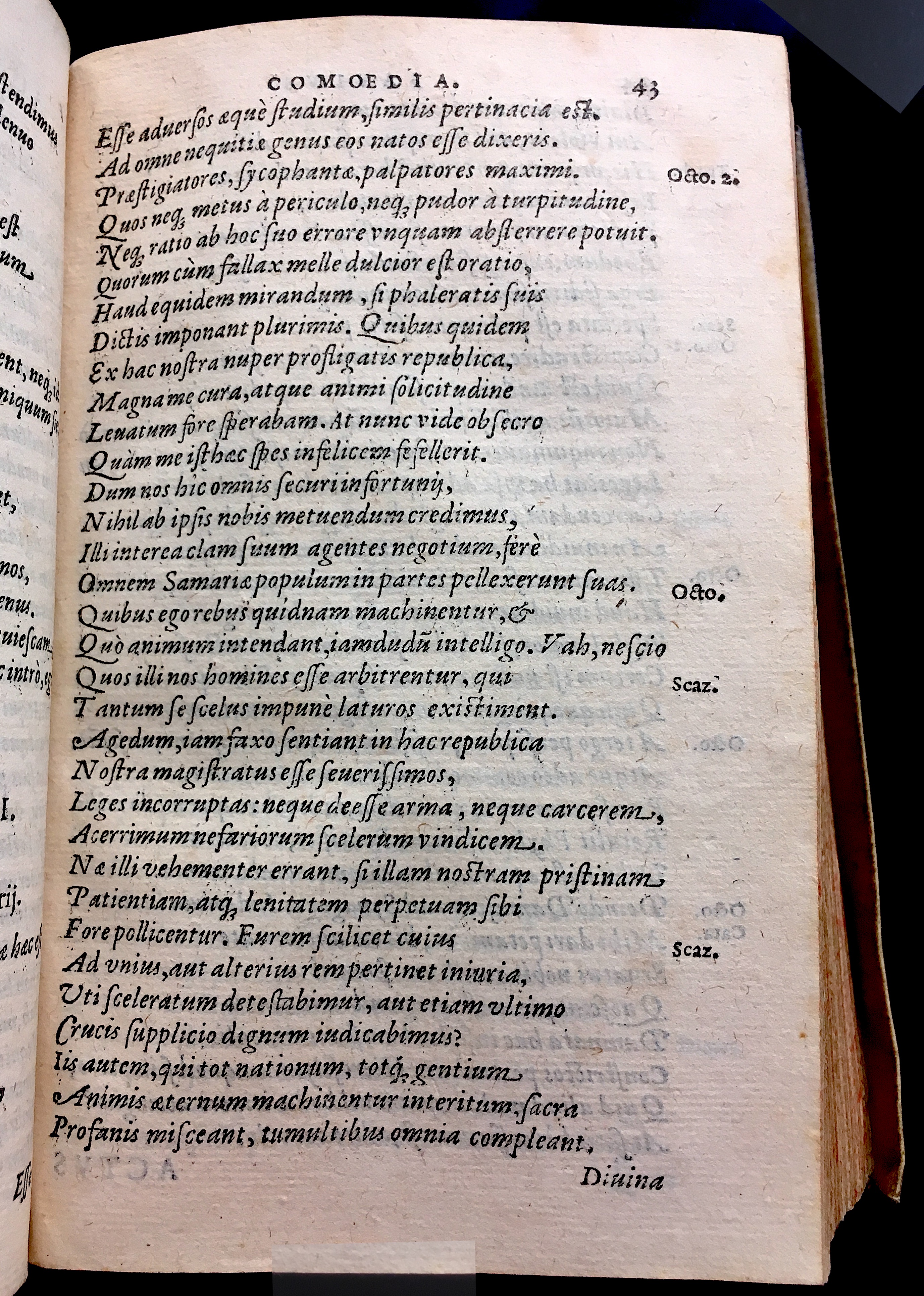 SchonaeusSaulus1581p43.jpg