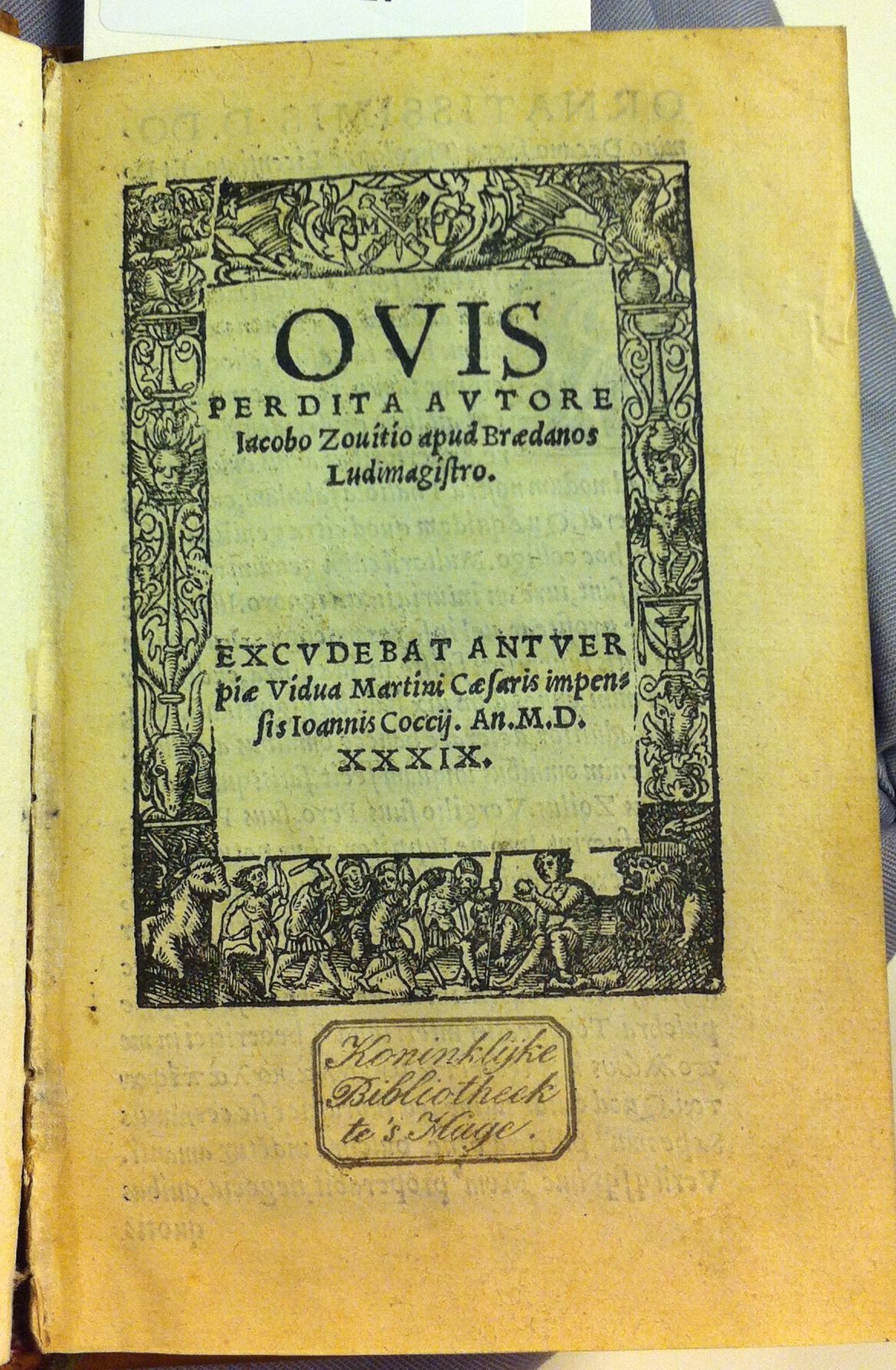 ZovitiusOvis153901